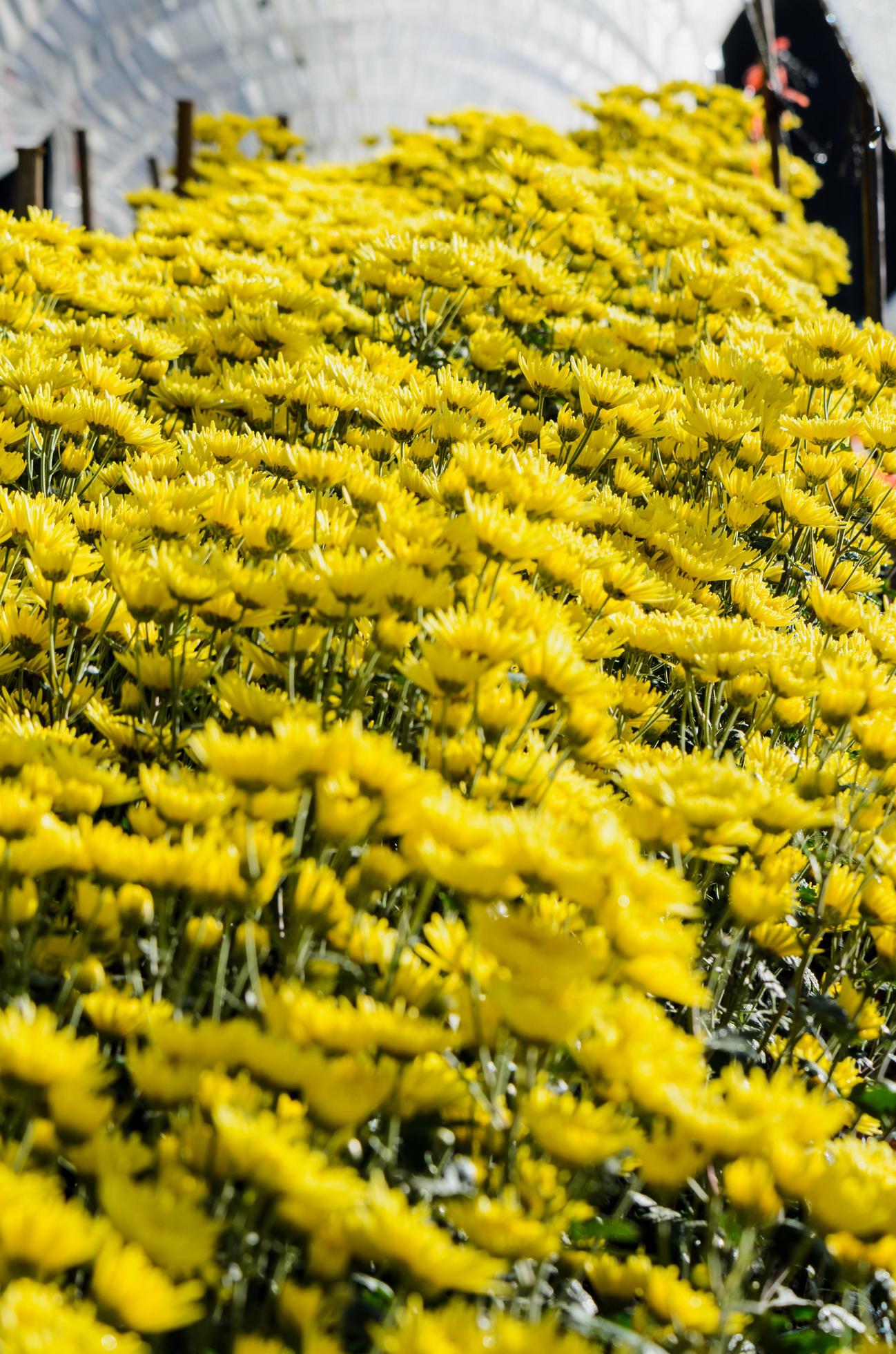 Inside greenhouse of yellow Chrysanthemum flowers farms Stock Free