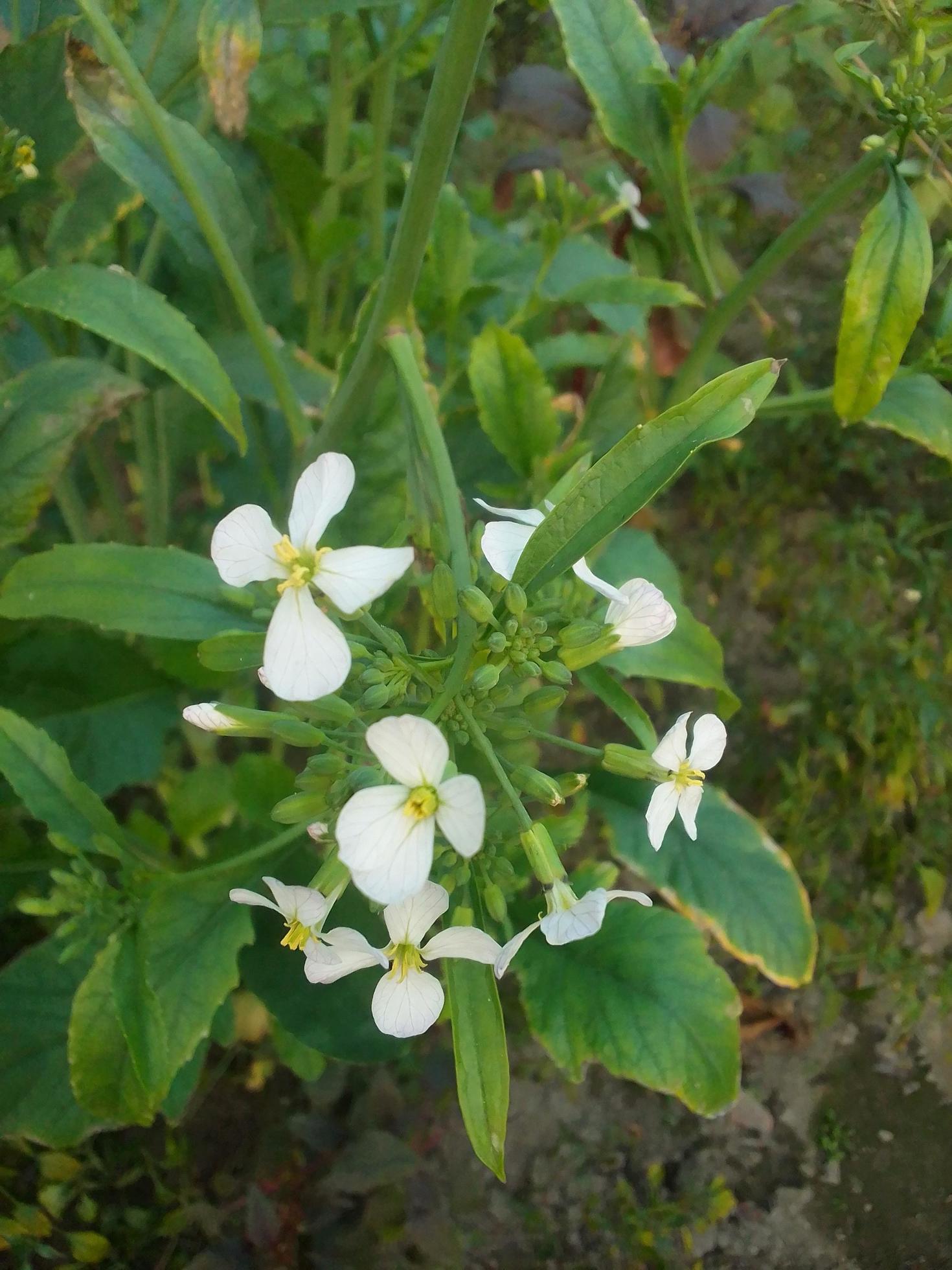 Radish flower,walpepar, Beautiful flower ,Natural flower Stock Free