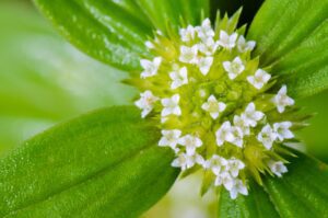 small-white-flowers-of-spermacoce-ocymoides-free-photo