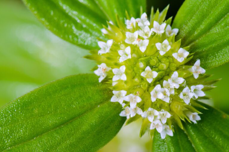 small-white-flowers-of-spermacoce-ocymoides-free-photo