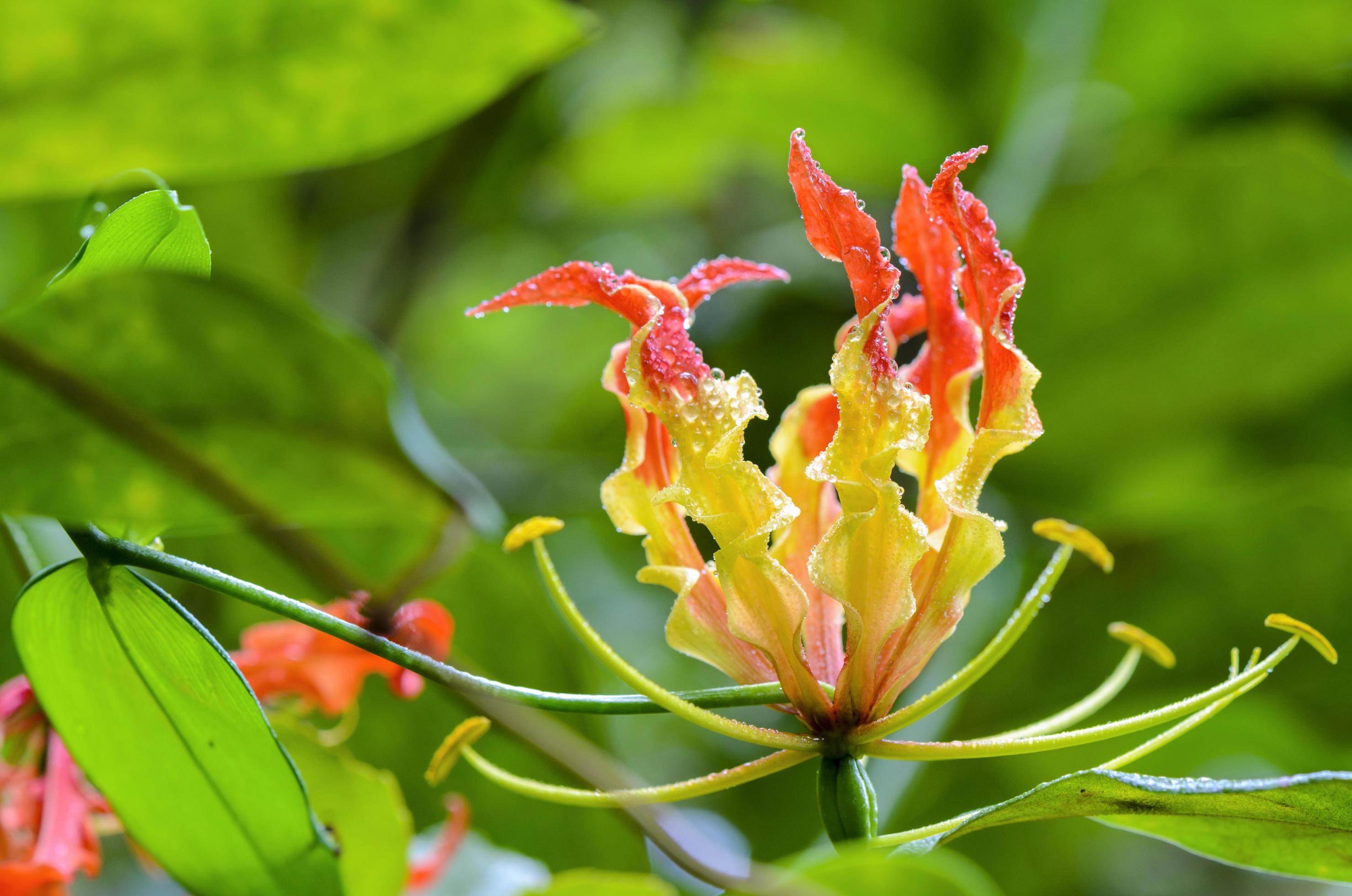 Gloriosa Superba or Climbing Lily flower Stock Free