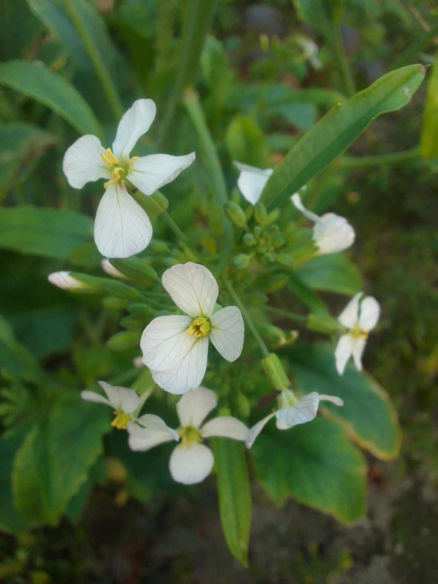 Radish flower,walpepar, Beautiful flower ,Natural flower Stock Free