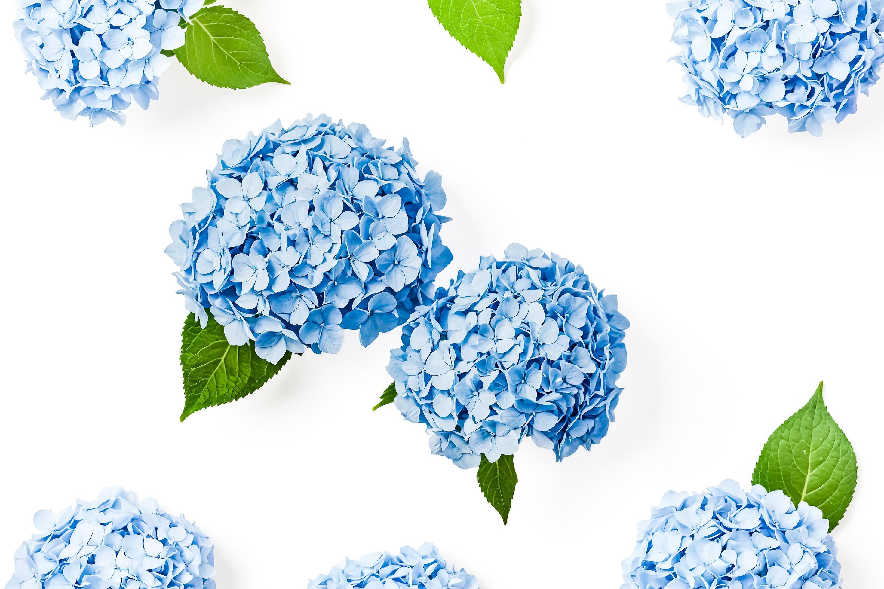 Blue Hydrangea Flowers with Green Leaves on White Background Stock Free