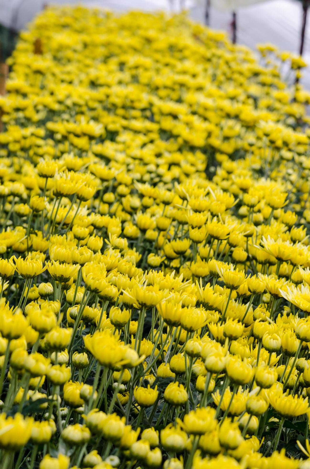 
									Inside greenhouse of yellow Chrysanthemum flowers farms Stock Free