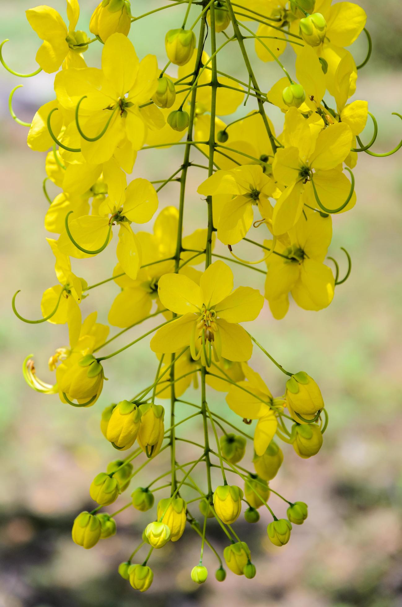 Purging Cassia or Ratchaphruek flowers, Cassis fistula Stock Free