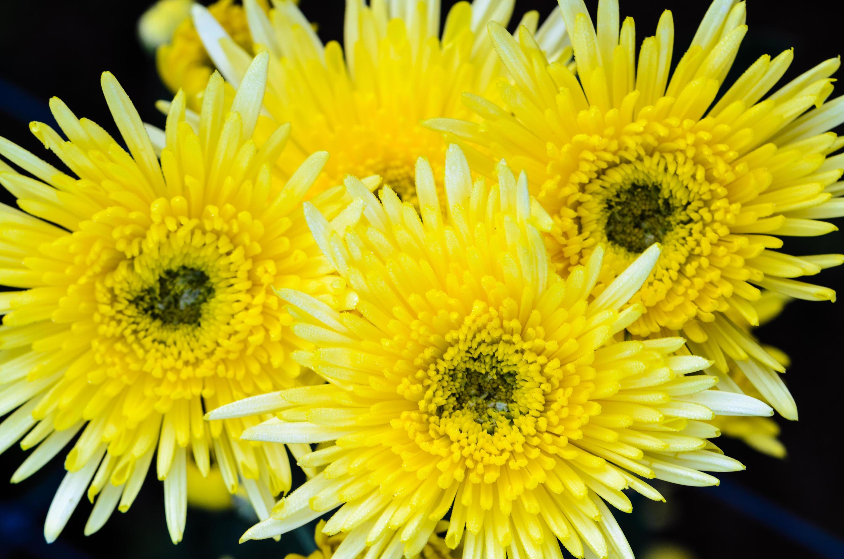 Close up yellow Chrysanthemum flowers Stock Free