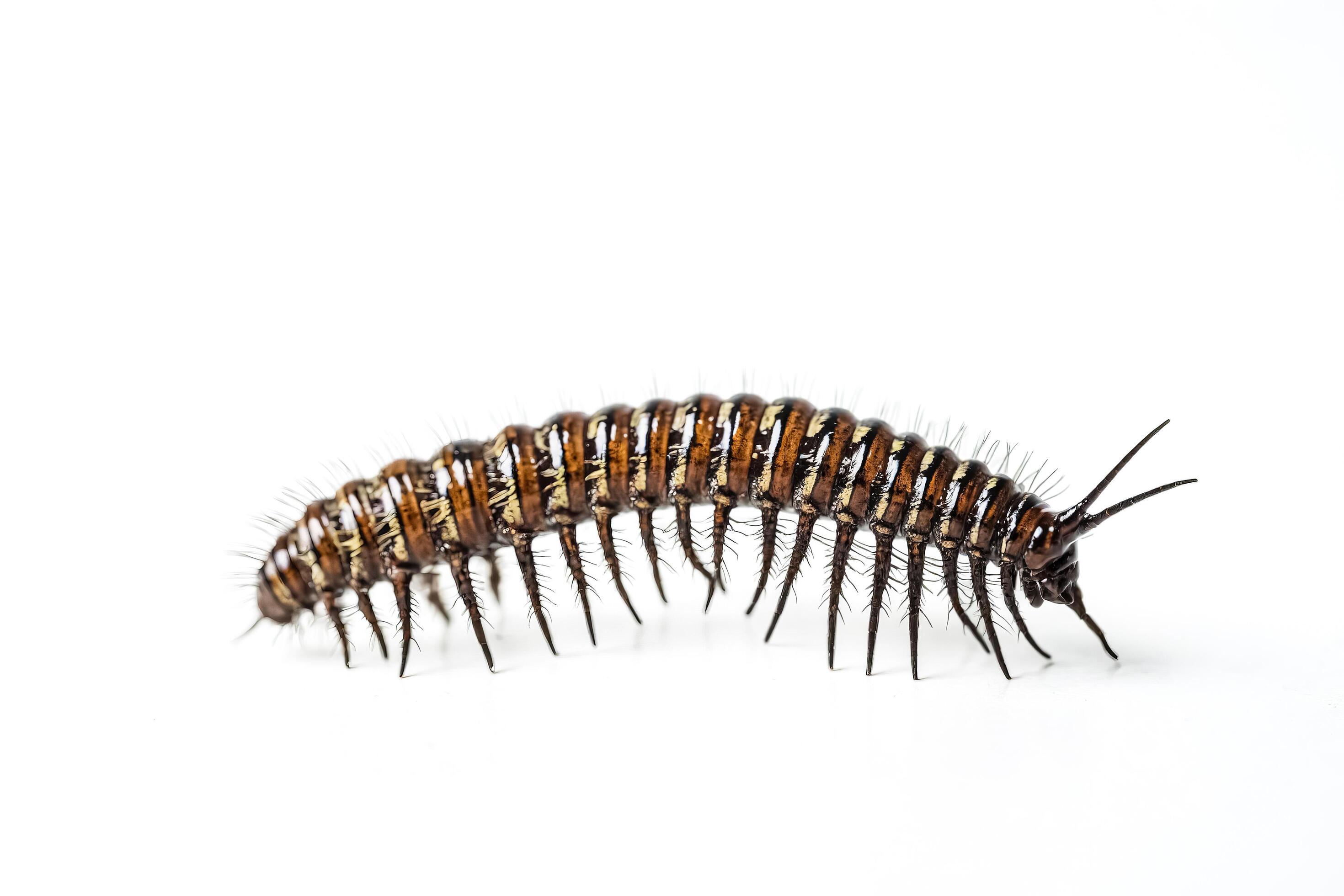 Millipede on White Background Stock Free