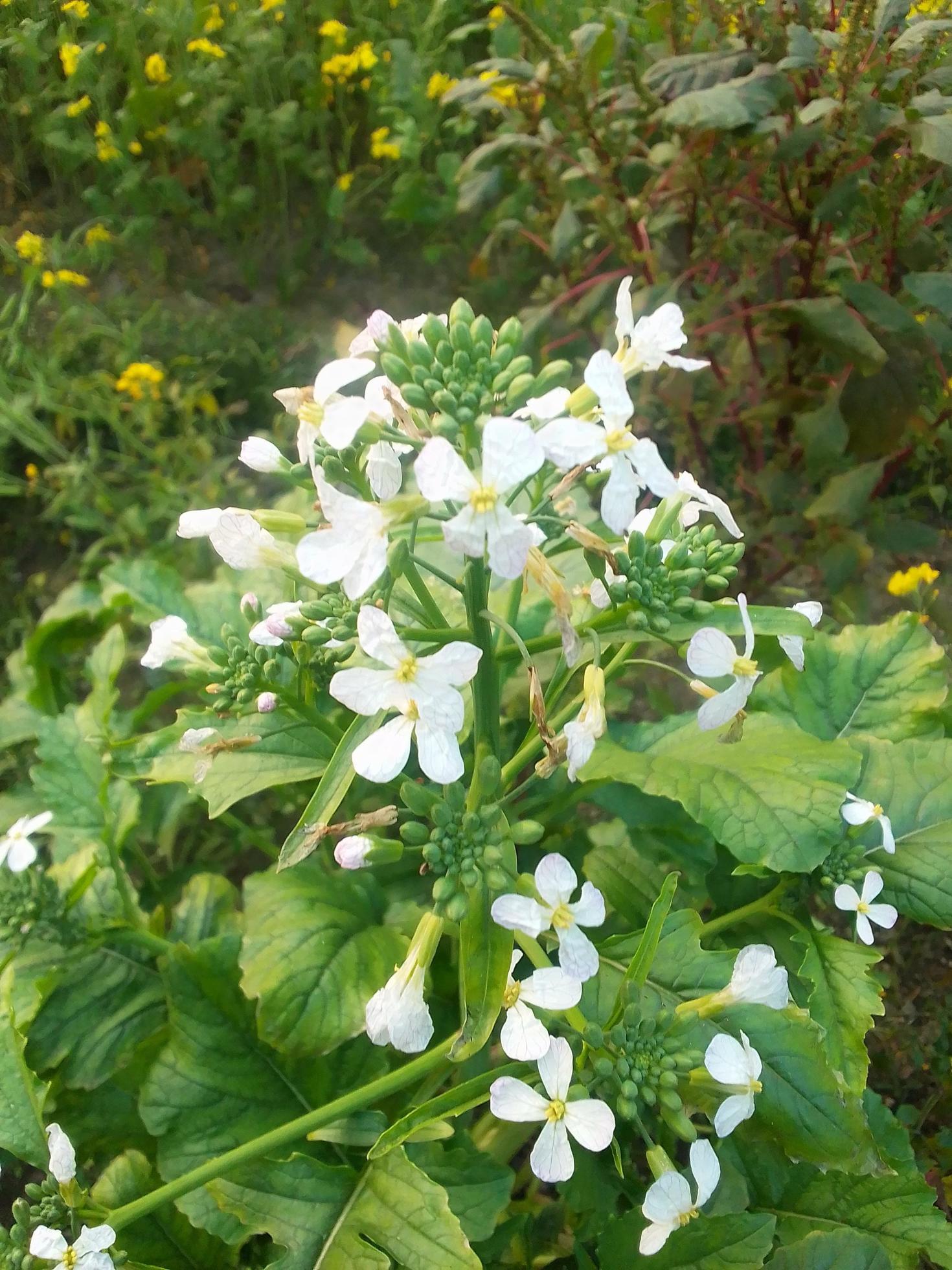 Radish flower,walpepar, Beautiful flower ,Natural flower Stock Free