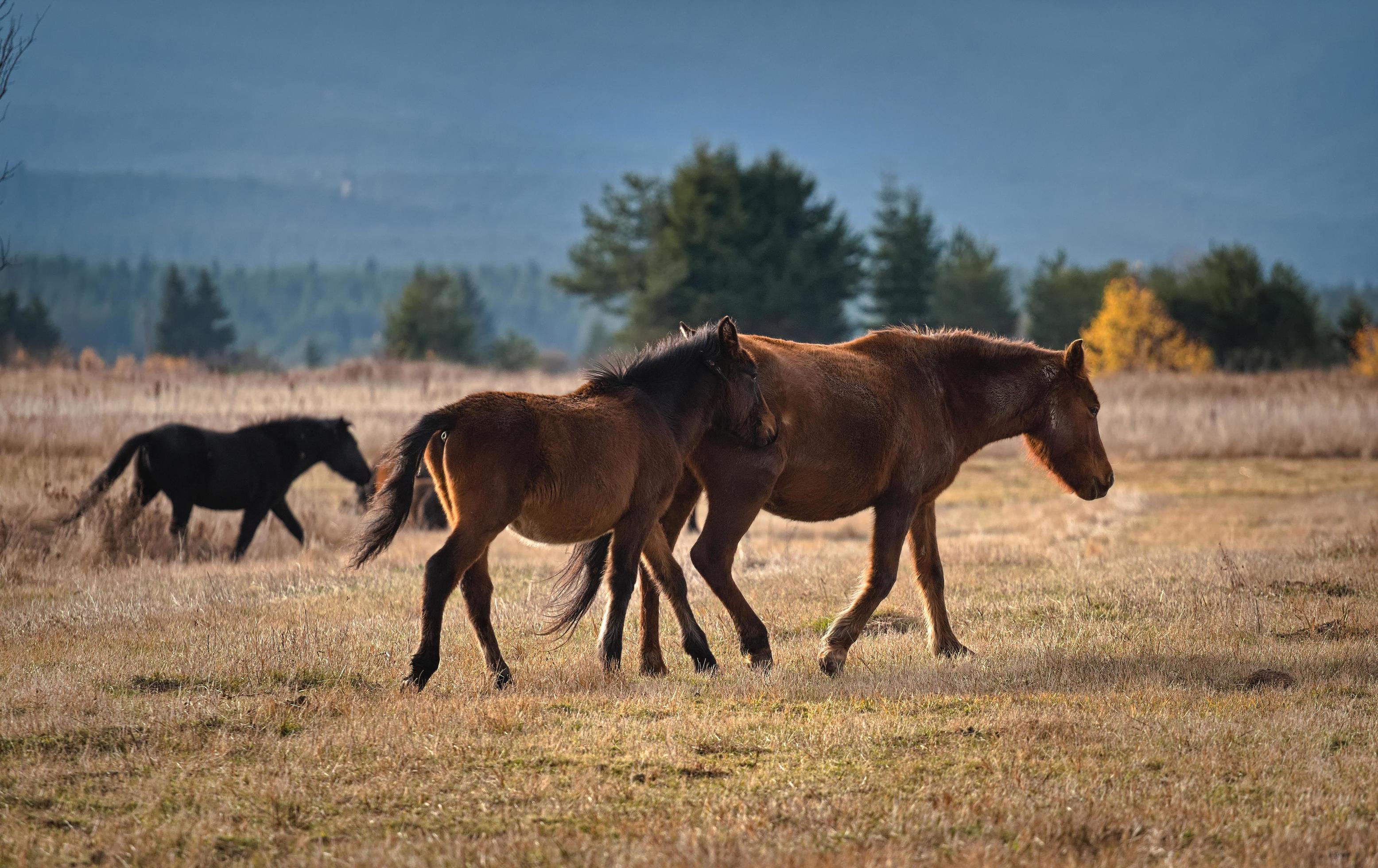 Horses family in the mountain Stock Free