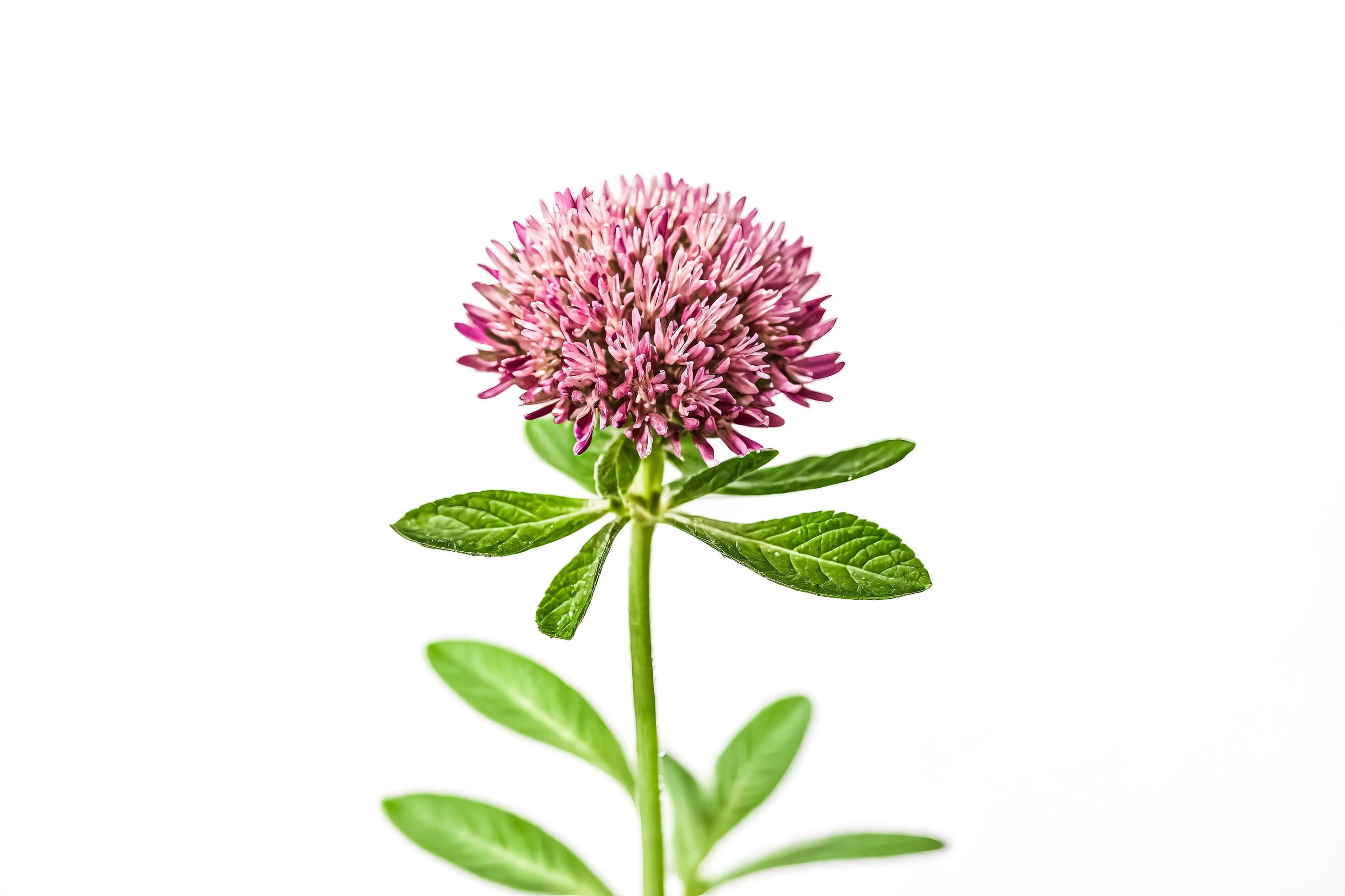 Pink clover flower isolated on white background Stock Free