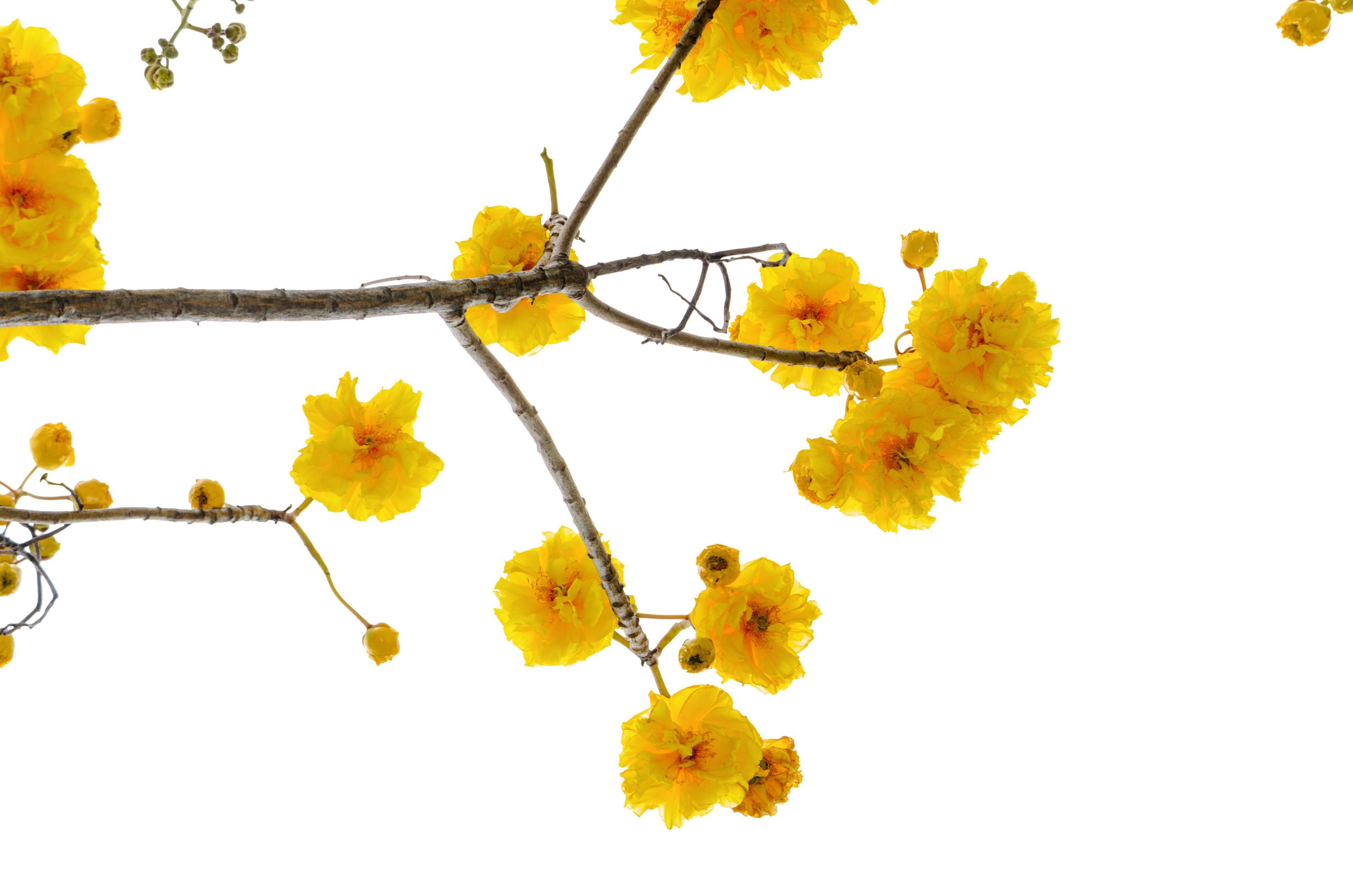 Yellow flowers of Cochlospermum Regium on white background Stock Free