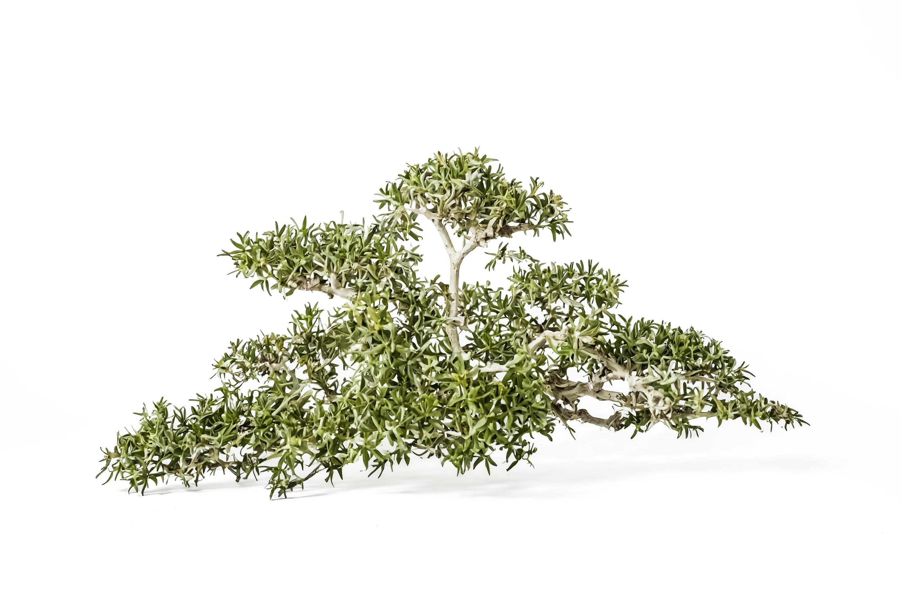 Lush green bonsai tree isolated on white background Stock Free