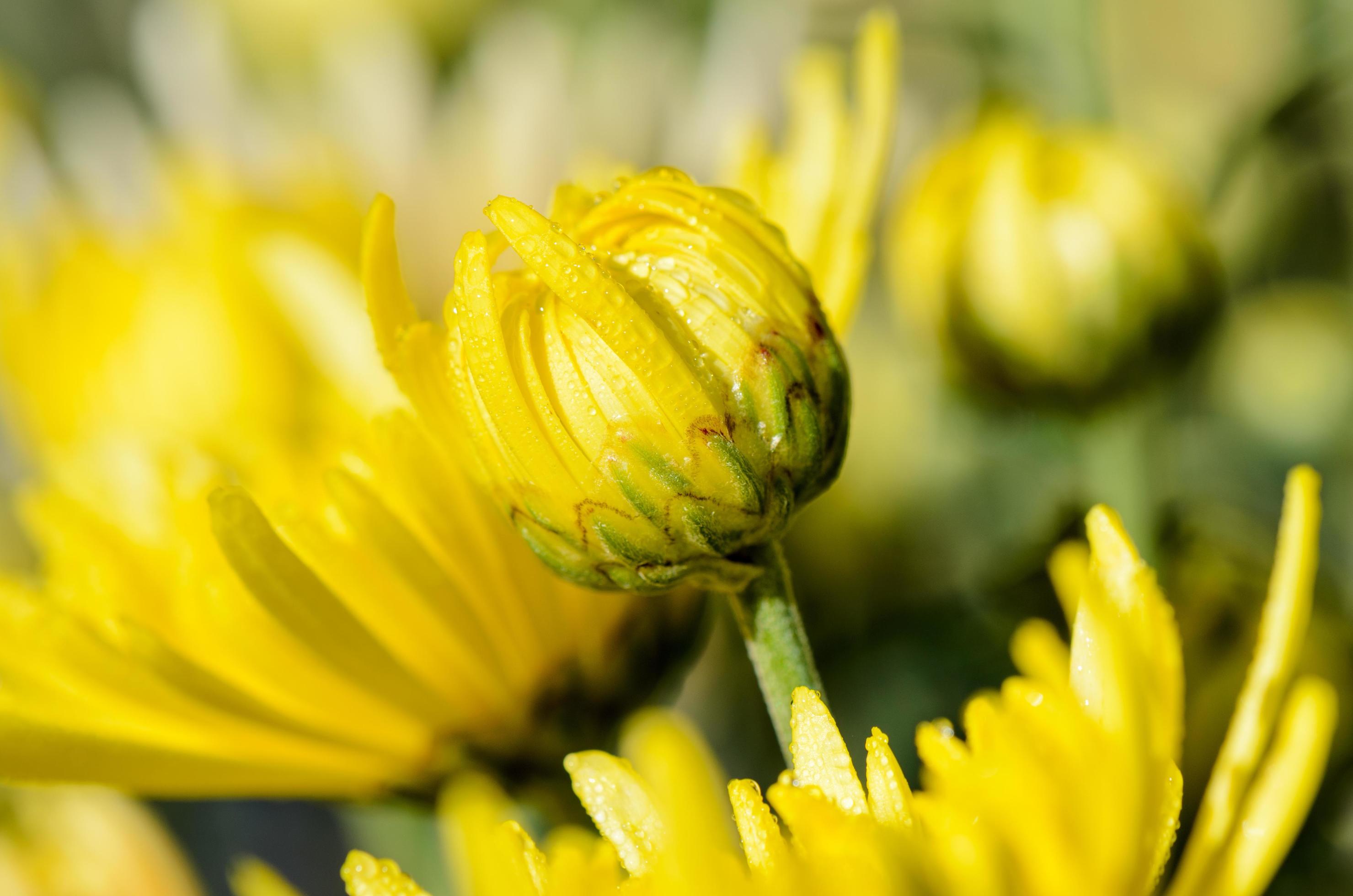 Close up buds yellow Chrysanthemum Morifolium flowers Stock Free