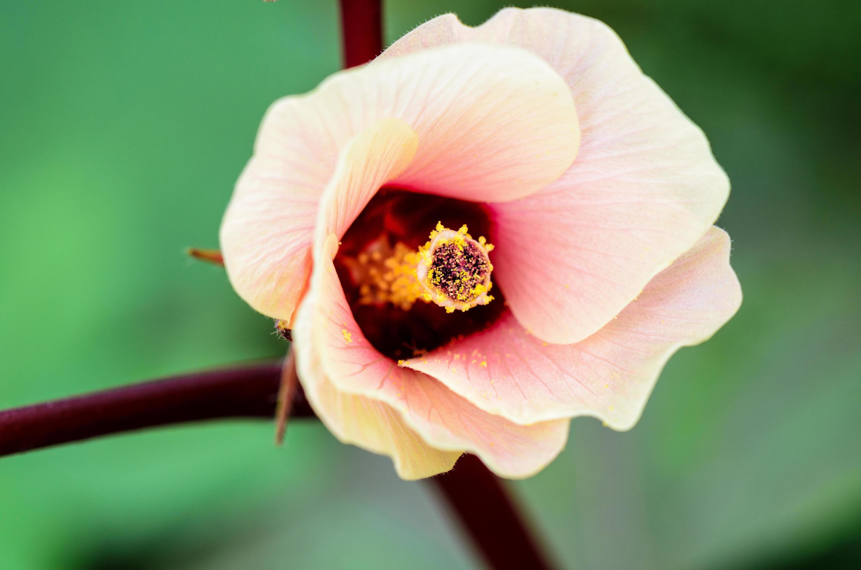 Jamaica Sorrel or Hibiscus Sabdariffa flower Stock Free