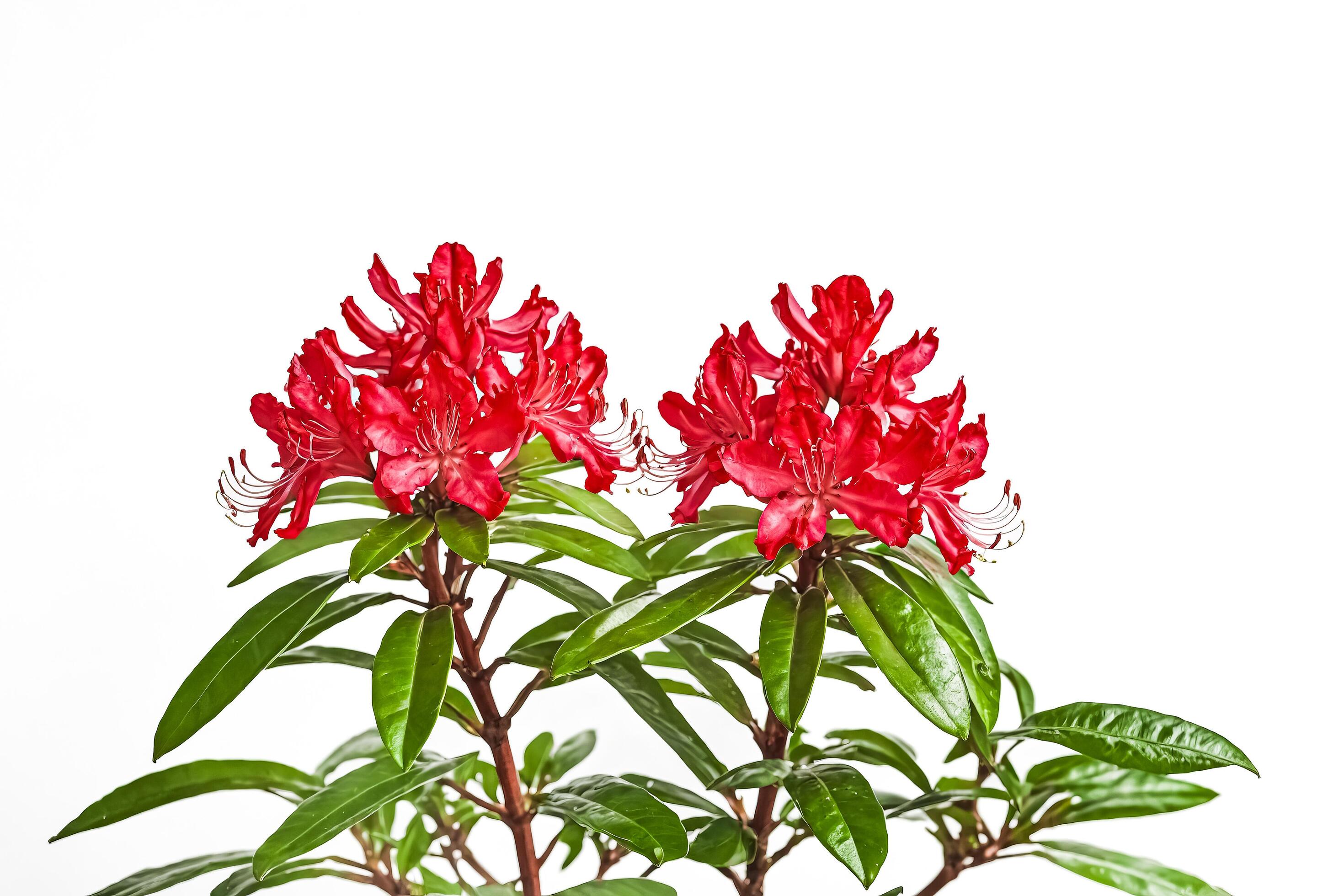 Red Rhododendron Flower Bush Isolated on White Background Stock Free