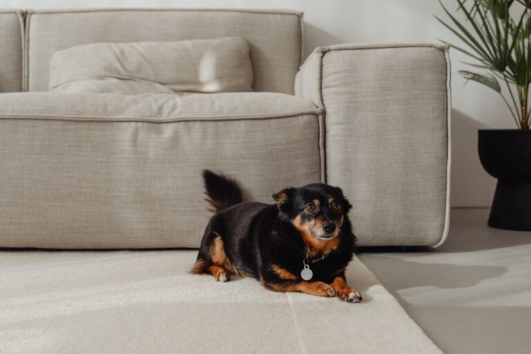 Two small dogs hang out in their home Stock Free