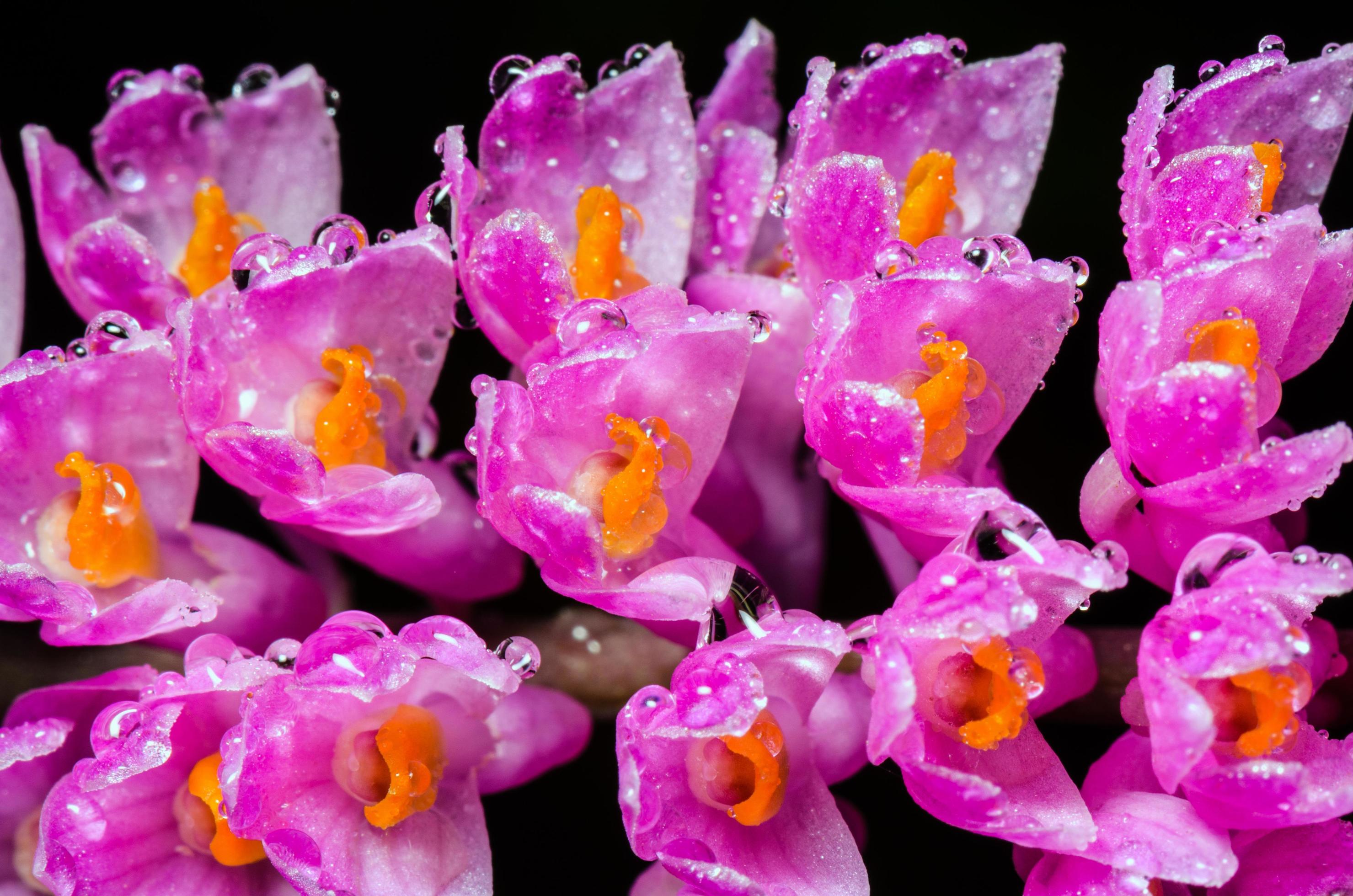 Pink Toothbrush Orchid flower Stock Free