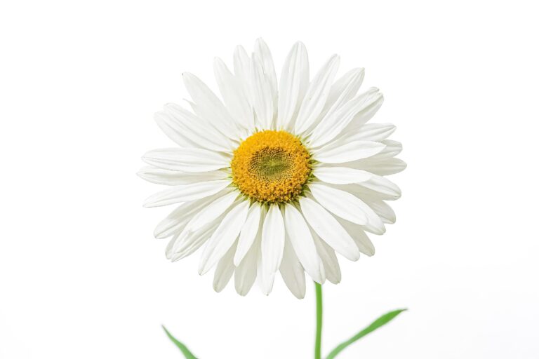 white-daisy-flower-isolated-on-white-background-free-photo