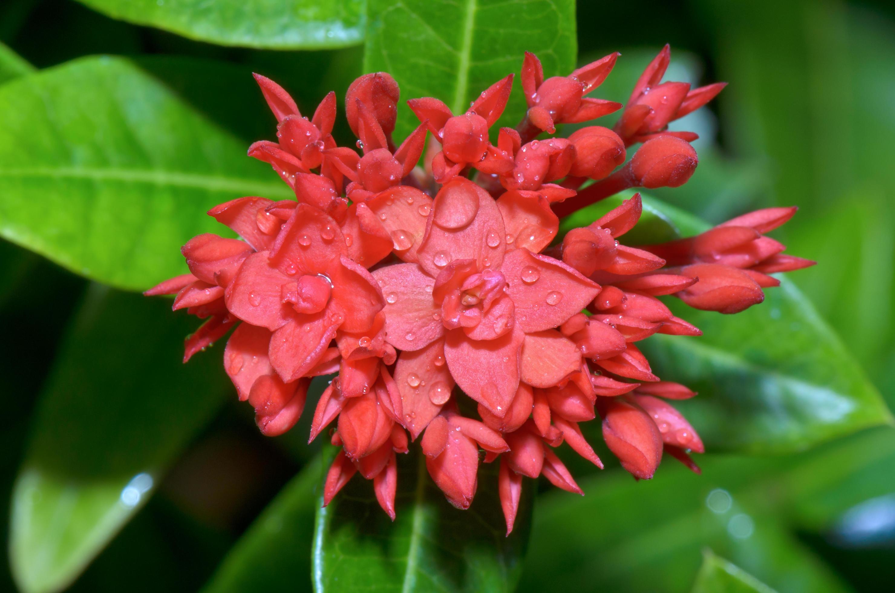 Red flower of West Indian Jasmine Ixora chinensis Lamk Stock Free