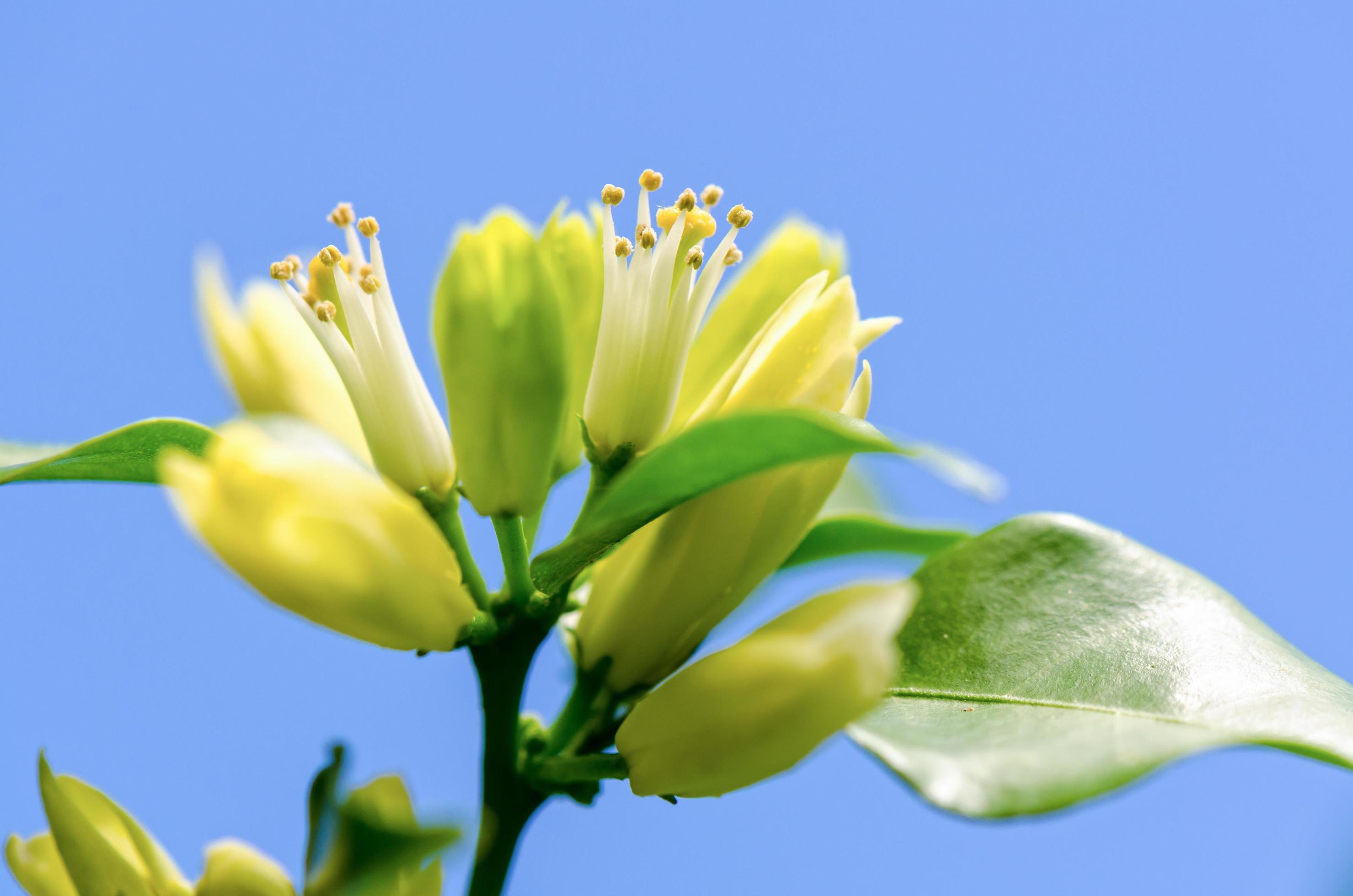 White flowers of Murraya paniculata Stock Free