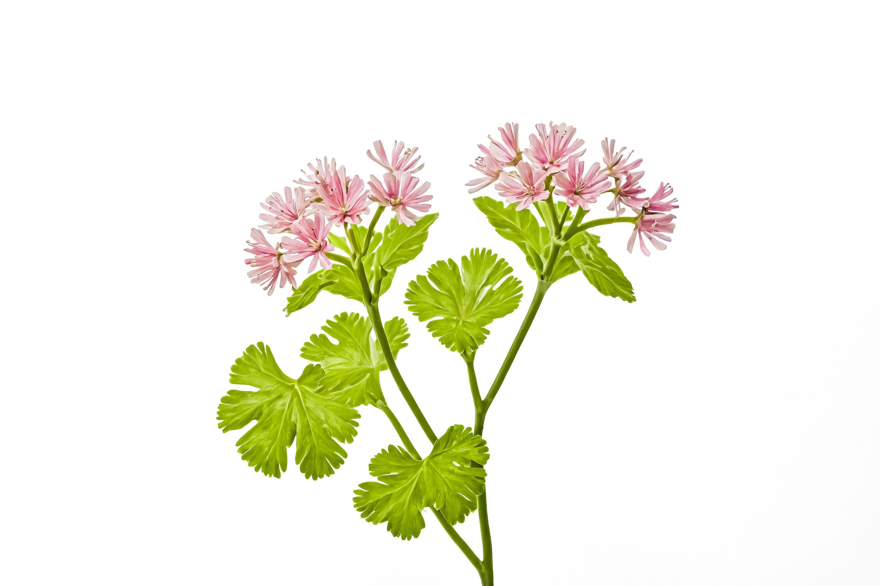 Pink Flower with Green Leaves on White Background Stock Free