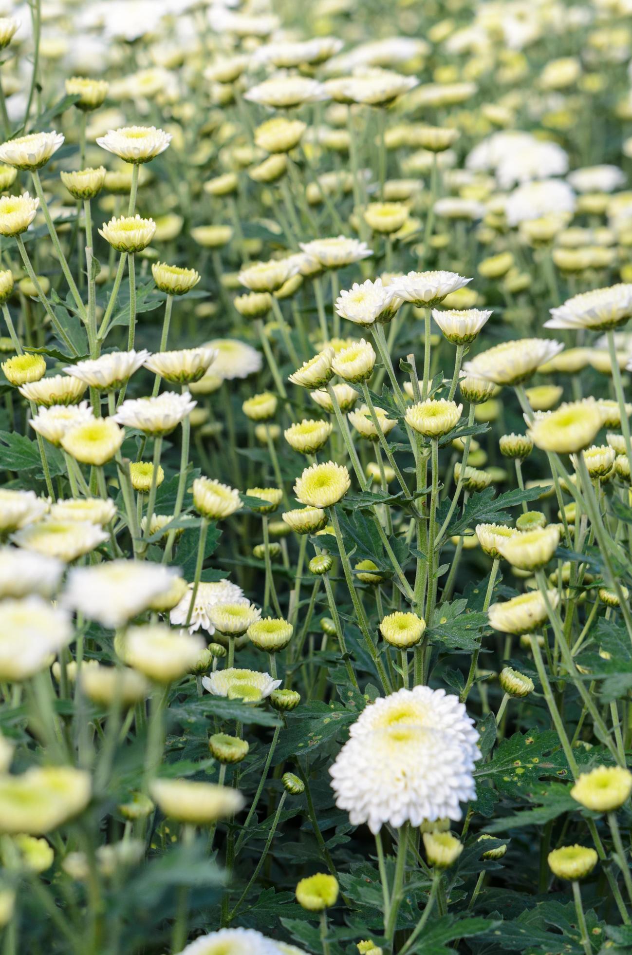 White Chrysanthemum Morifolium flowers garden Stock Free