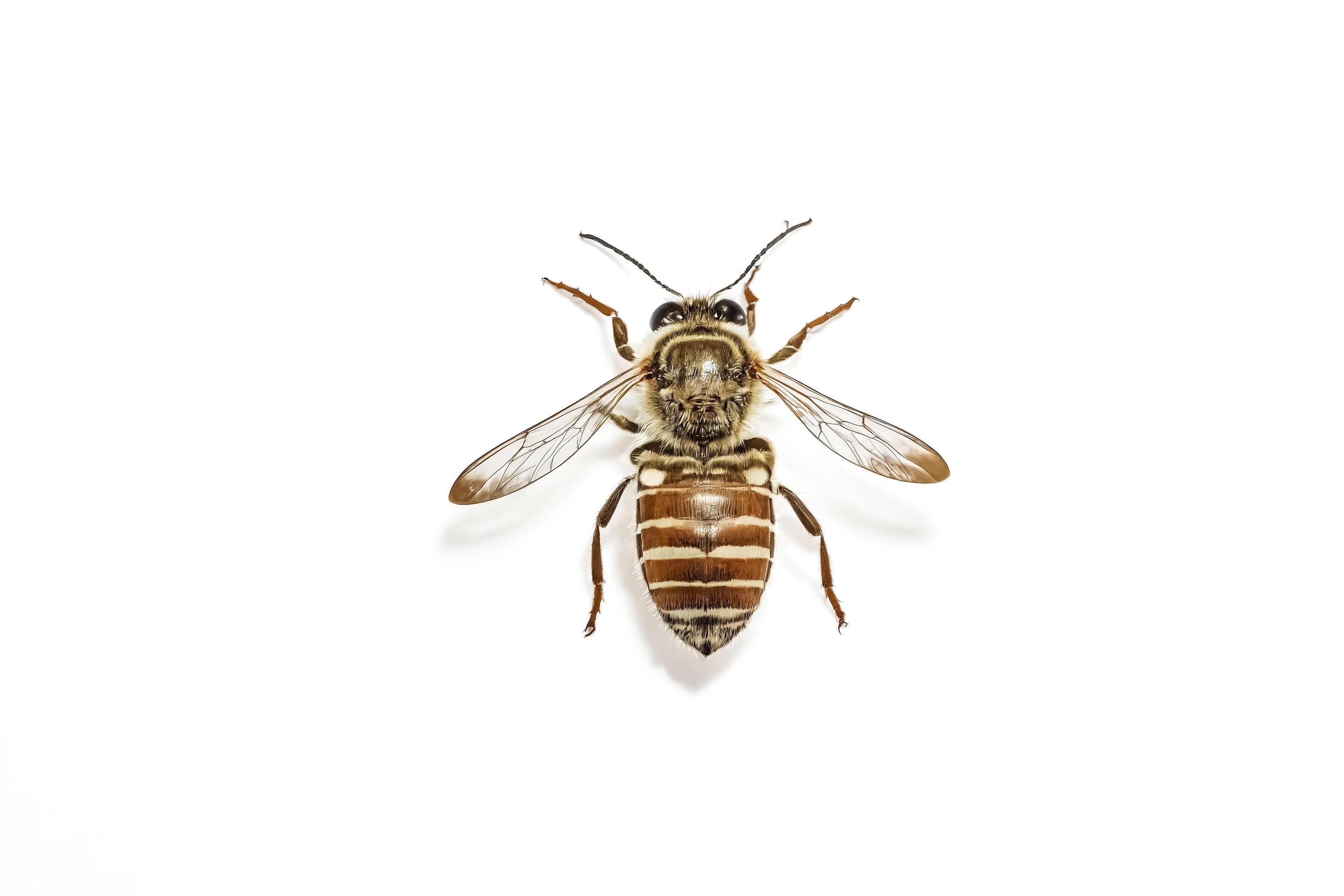 Honeybee Isolated on White Background Stock Free