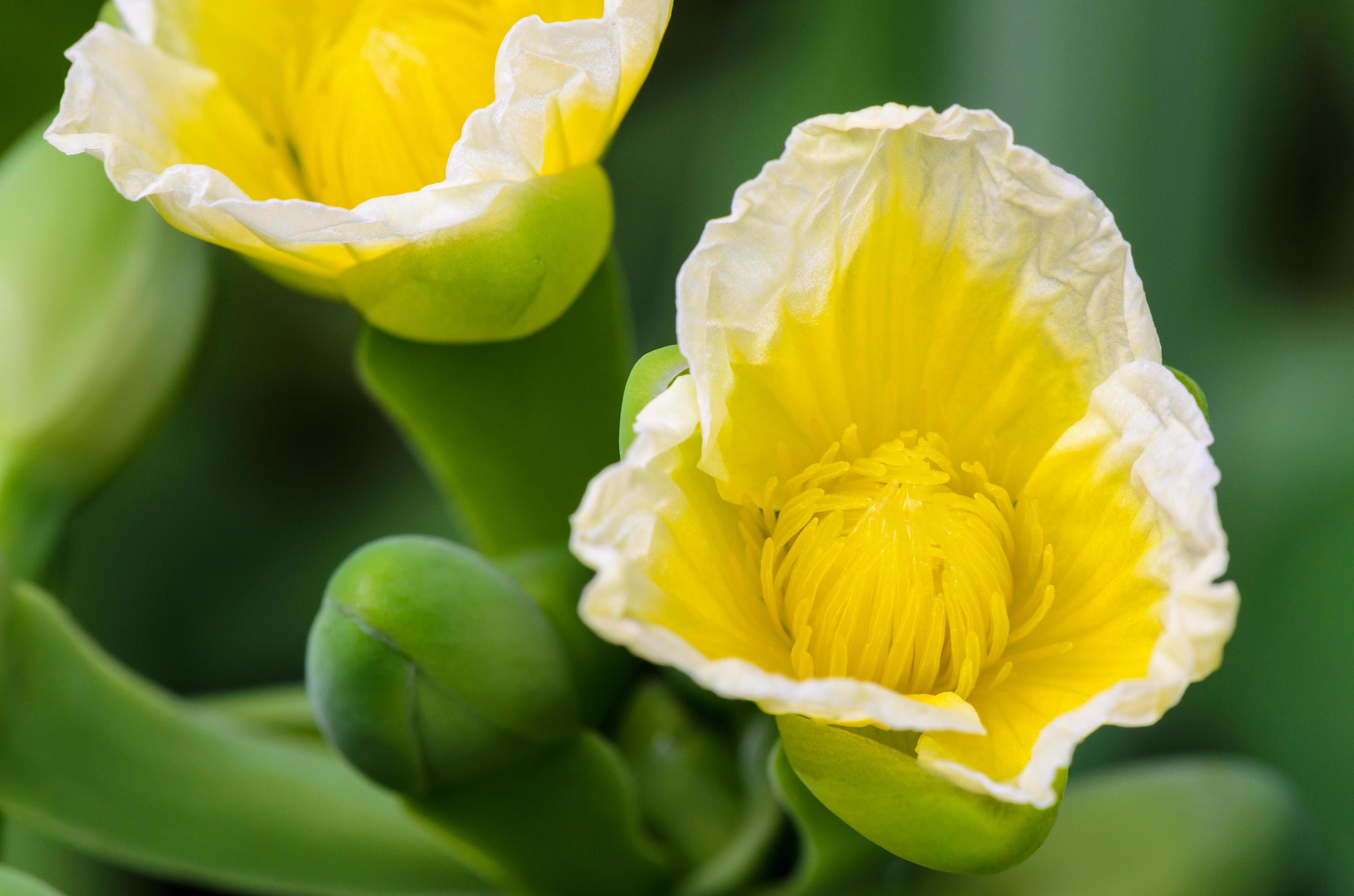 Yellow flower of Limnocharis flava Stock Free