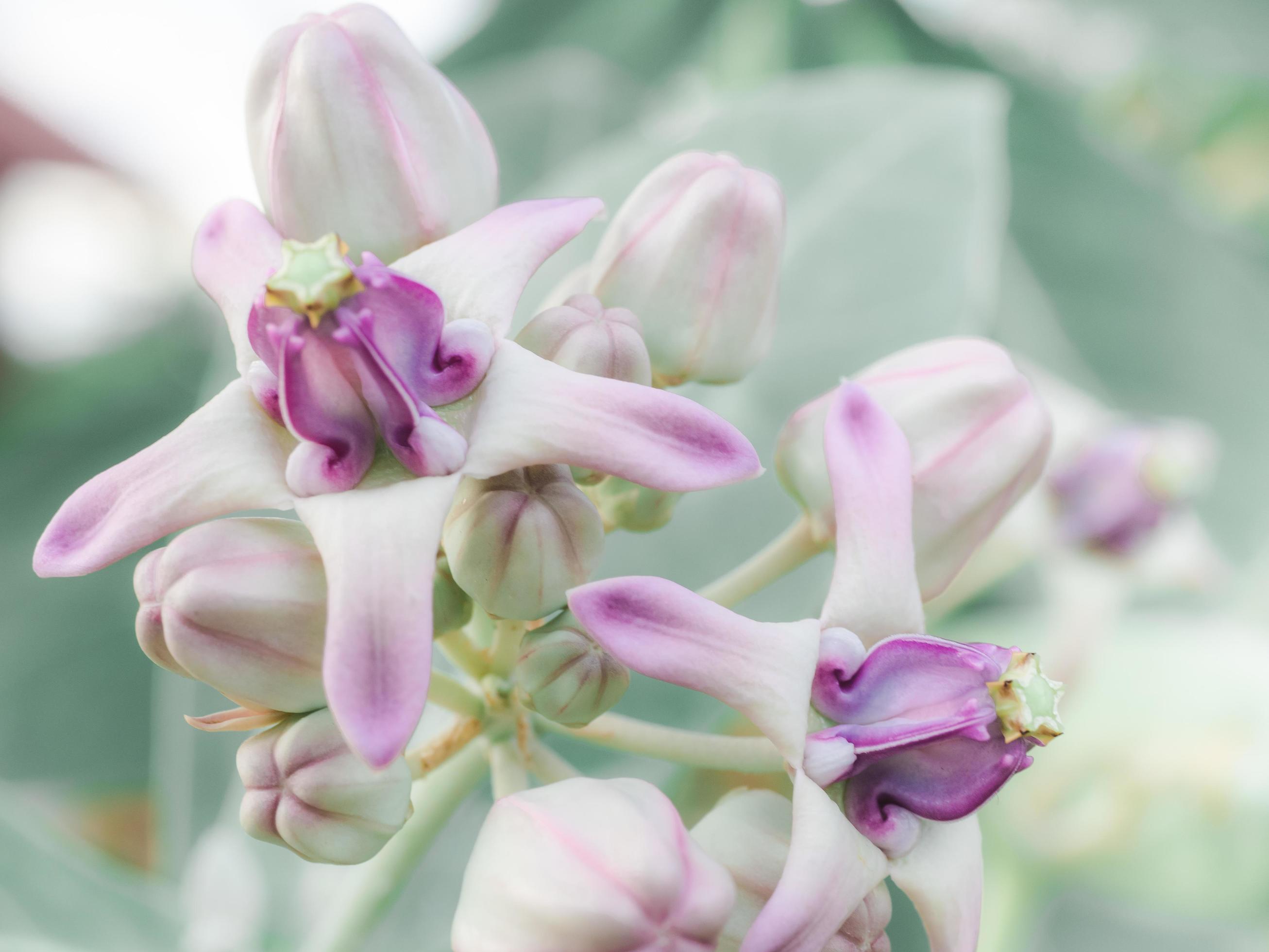 
									Beautiful flower purple color in nature and bokeh background with freshness sunshine,Calotropis flower colorful Stock Free