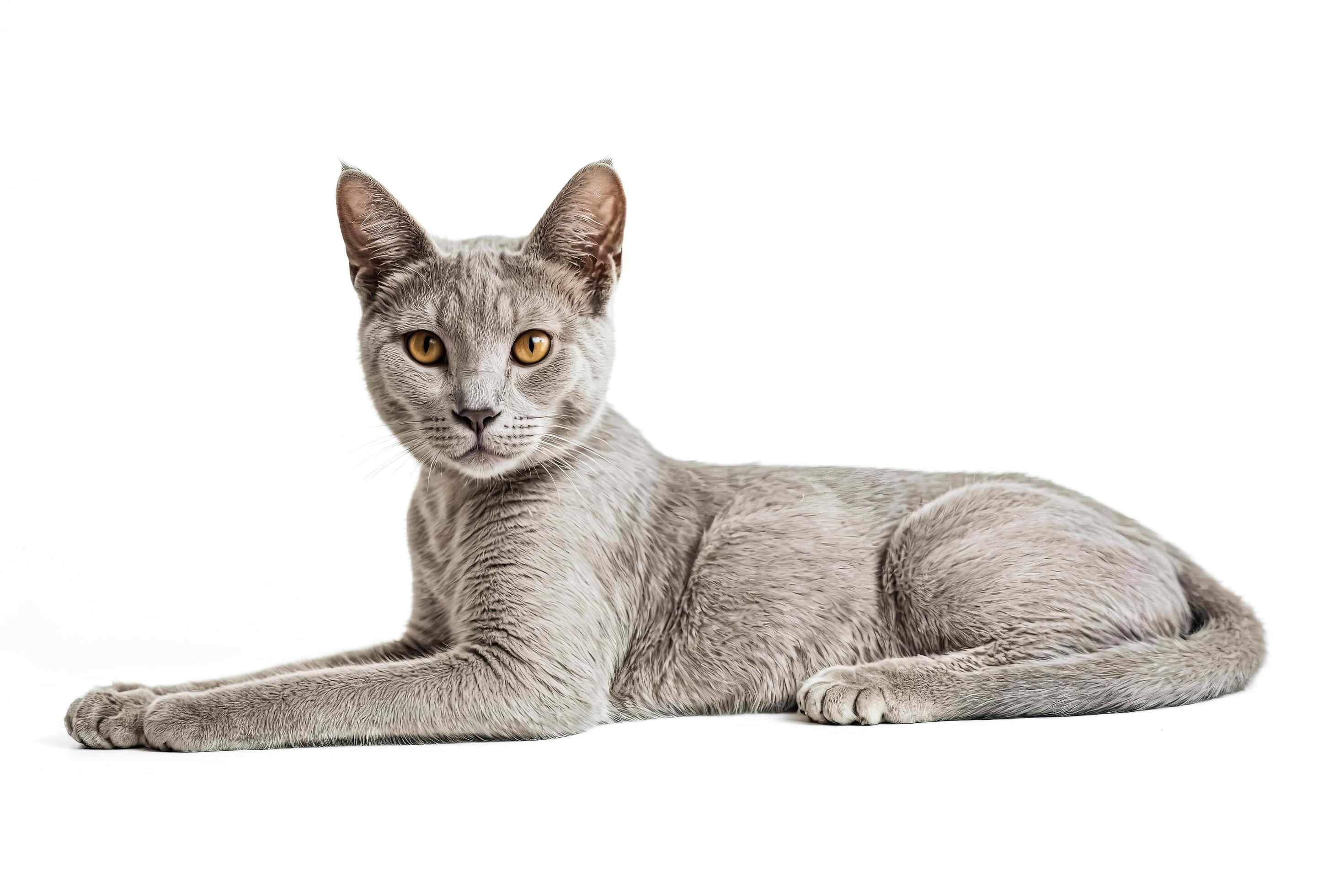 Grey cat lying on white background Stock Free