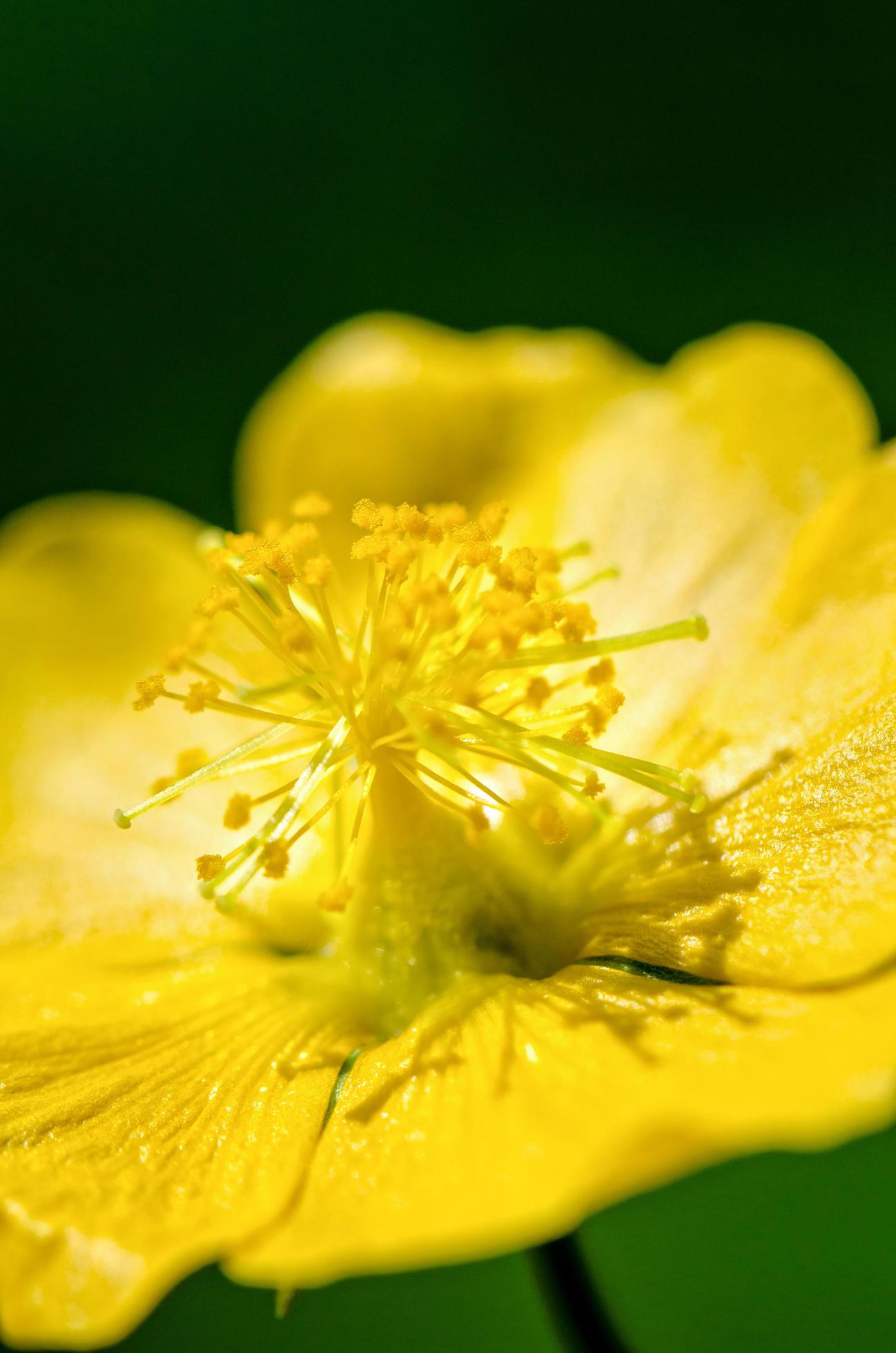 Small yellow pollen on flowers Stock Free