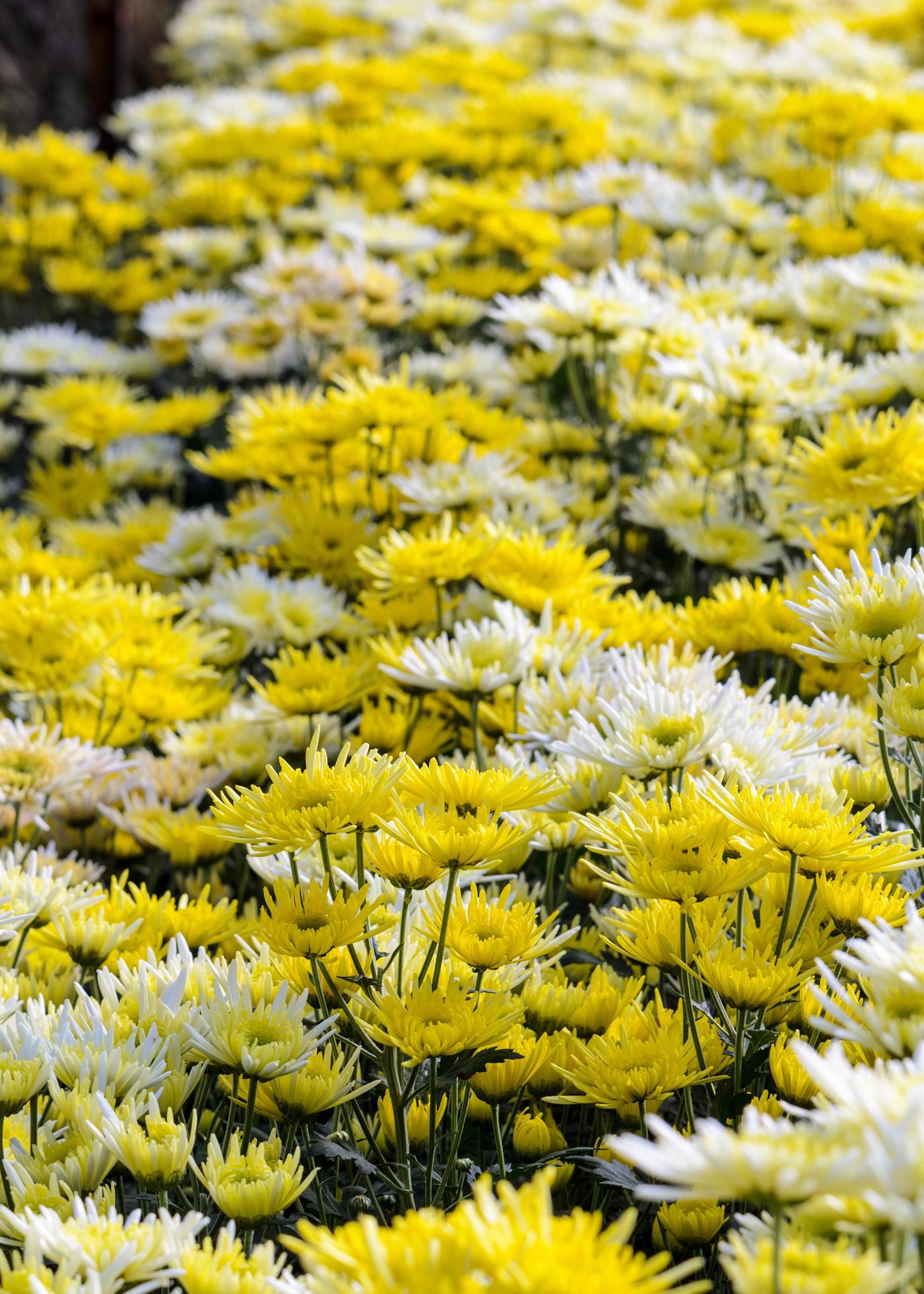 Chrysanthemum Morifolium flowers garden Stock Free