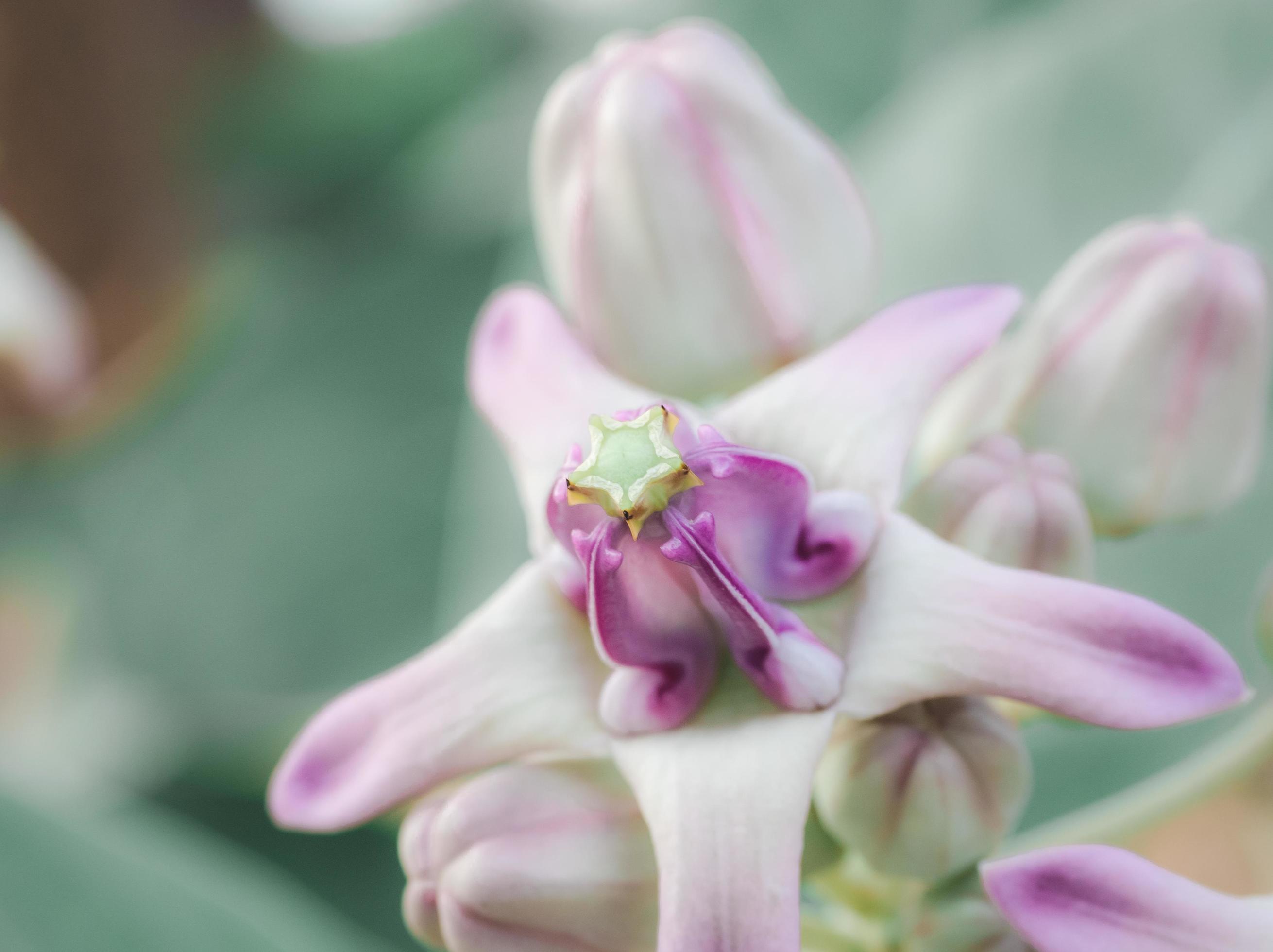 Beautiful flower purple color in nature and bokeh background with freshness sunshine,Calotropis flower colorful Stock Free