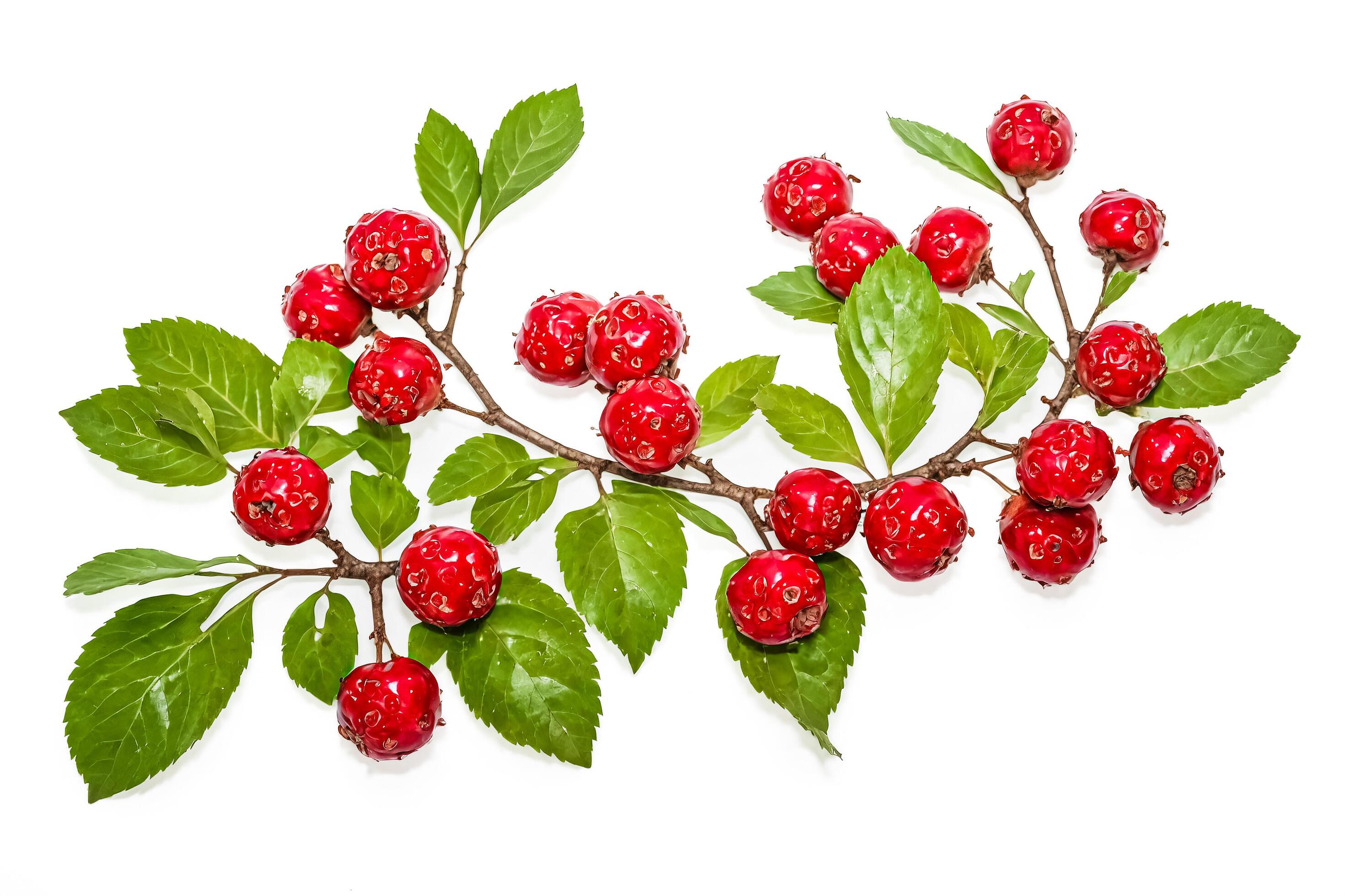 Red Berries and Green Leaves on a White Background Stock Free