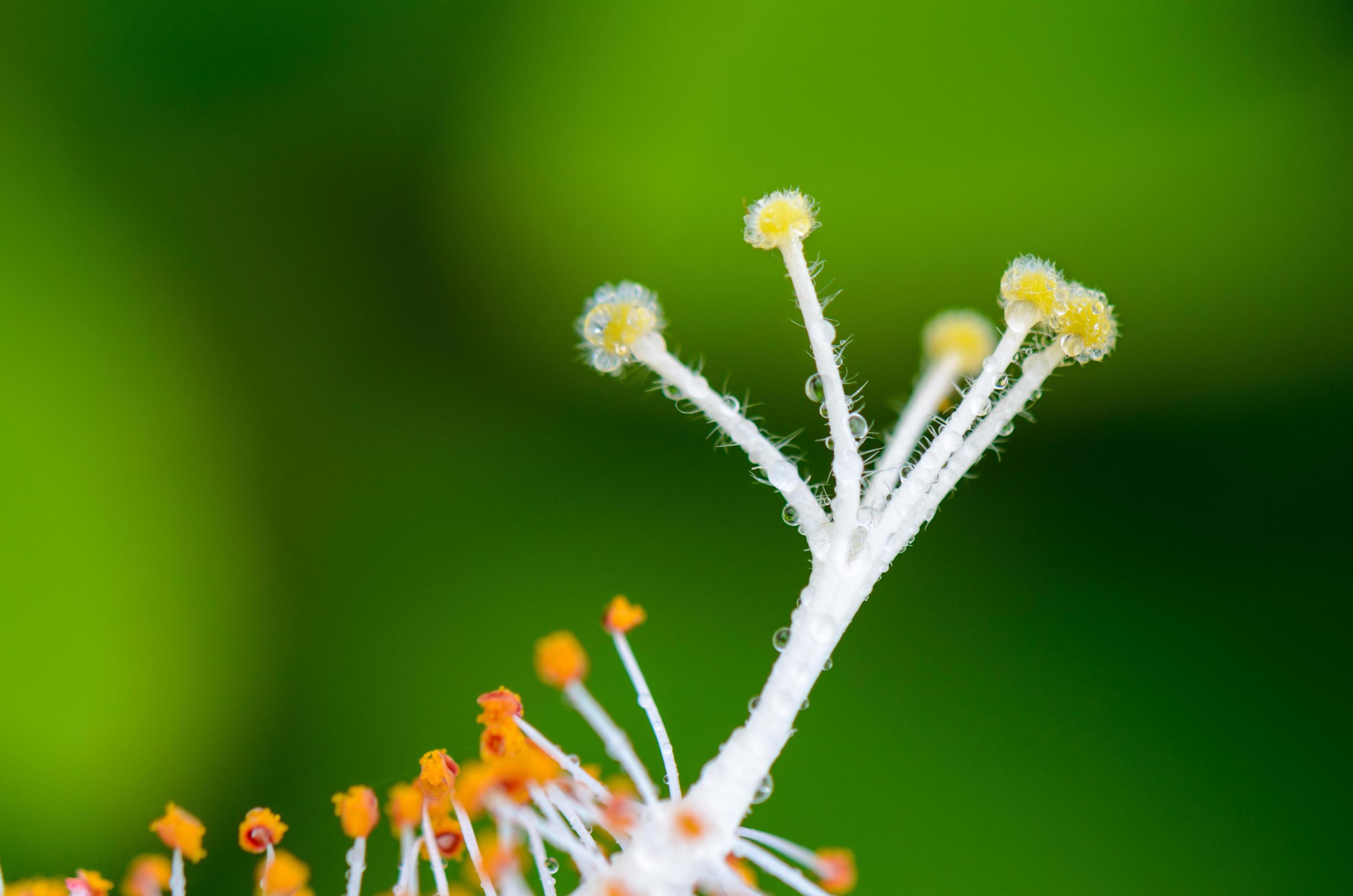 White carpel of the Hibiscus flowers Stock Free