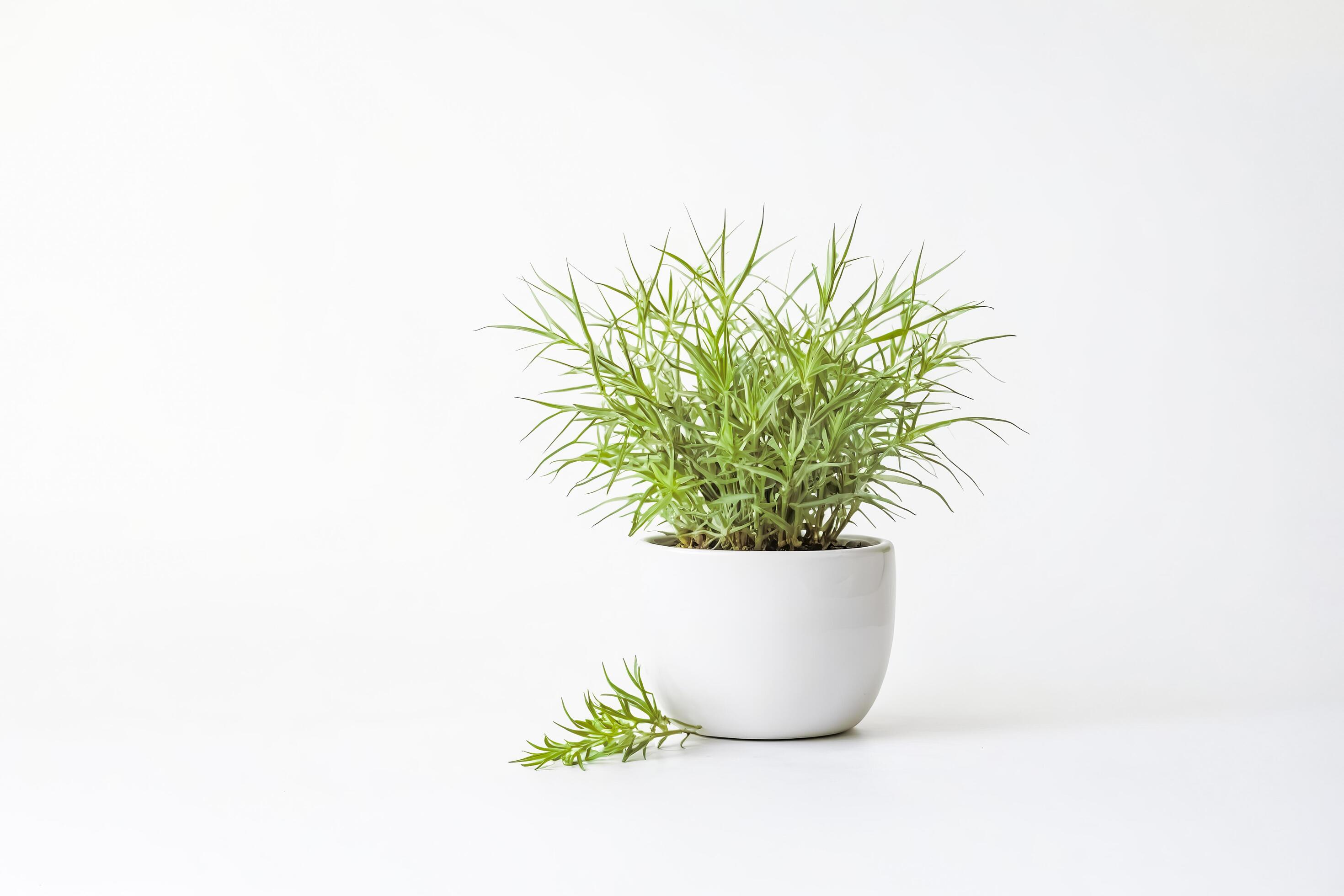 Green Plant in White Pot on White Background Stock Free