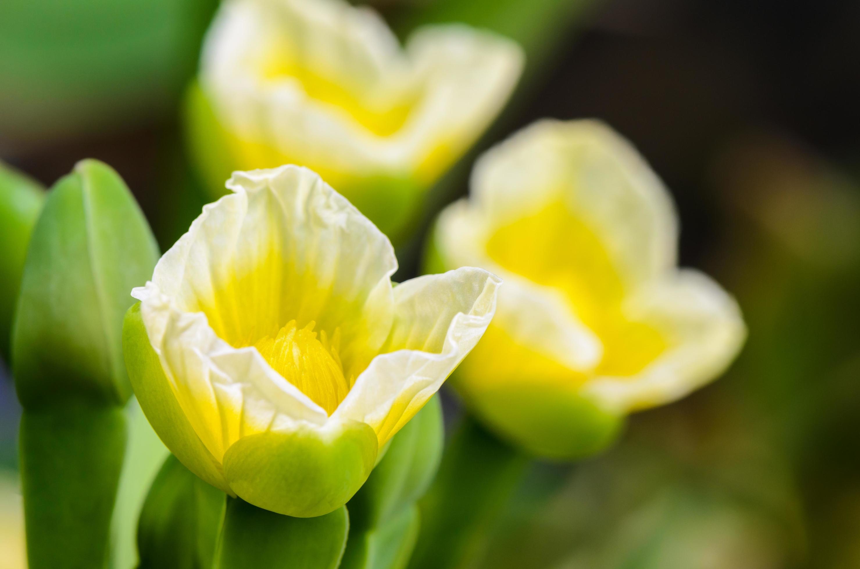 Yellow flower of Limnocharis flava Stock Free