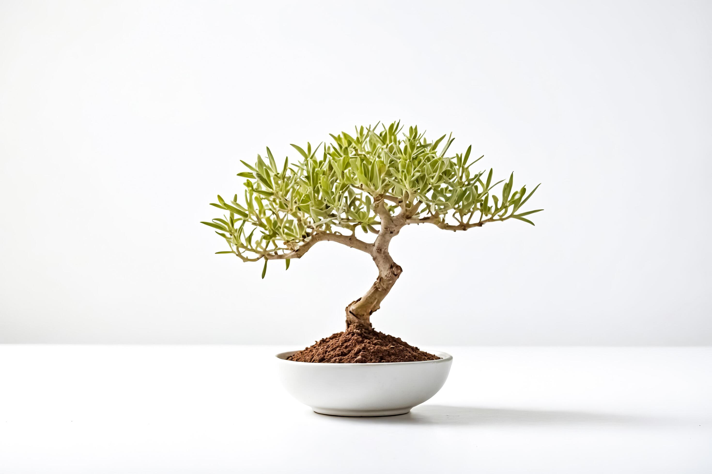 Bonsai Tree in White Pot on White Background Stock Free