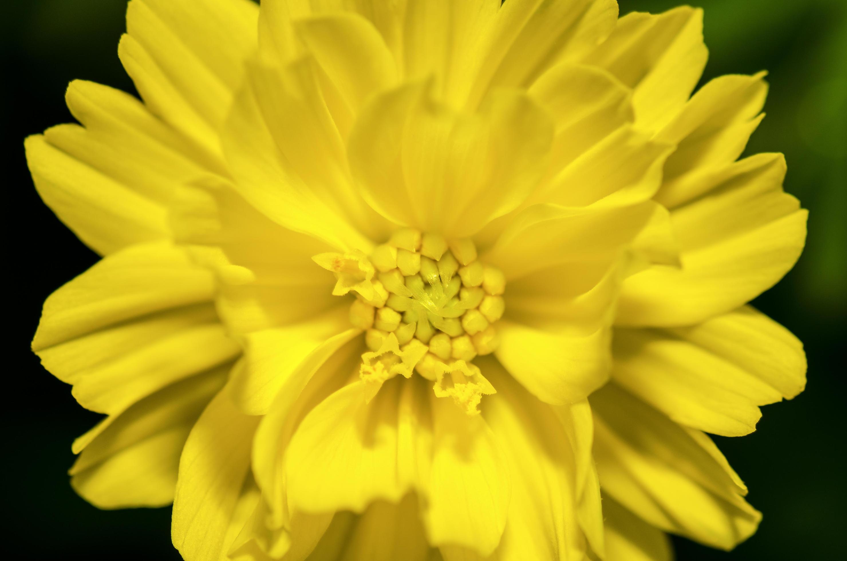 Yellow Cosmos flower Stock Free