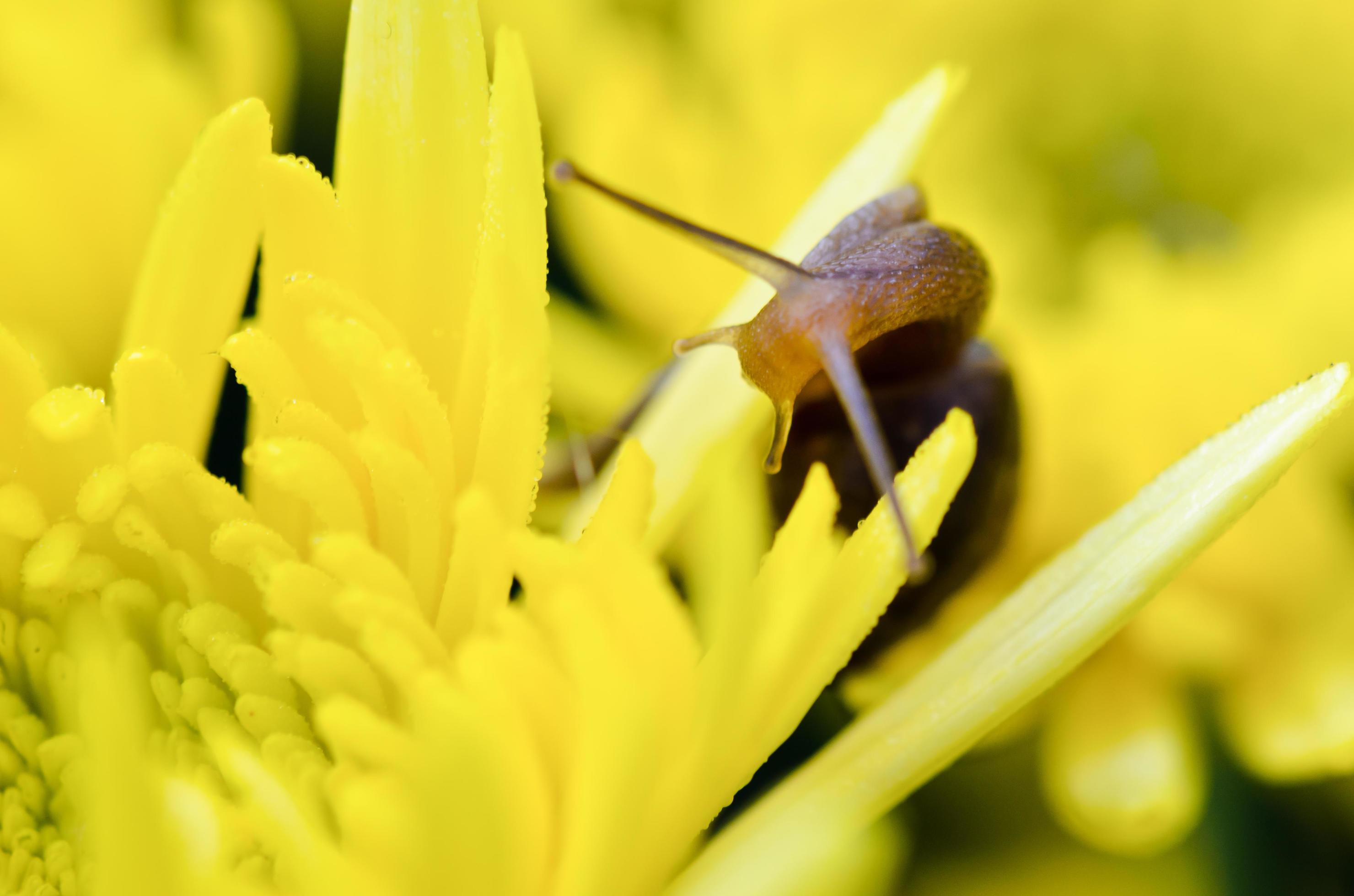 Close up Snail on yellow Chrysanthemum flowers Stock Free