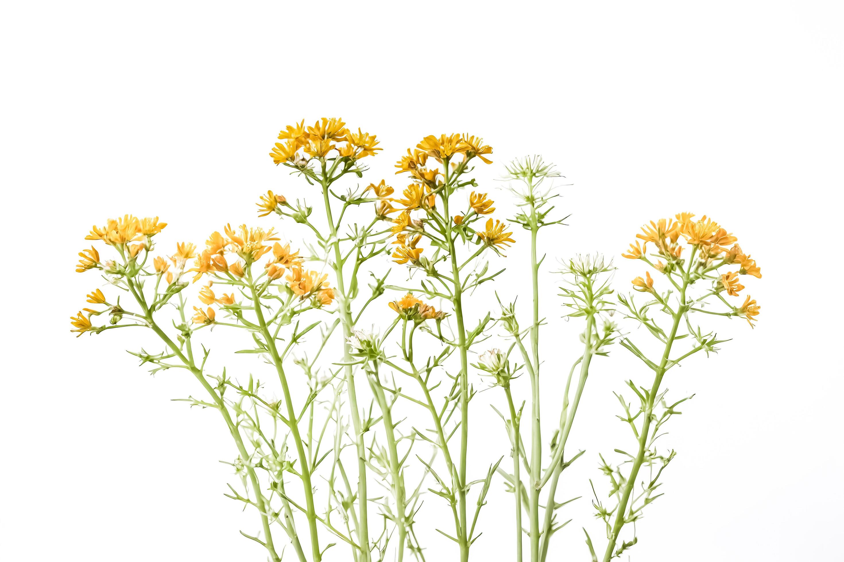 Yellow Wildflowers on White Background Stock Free