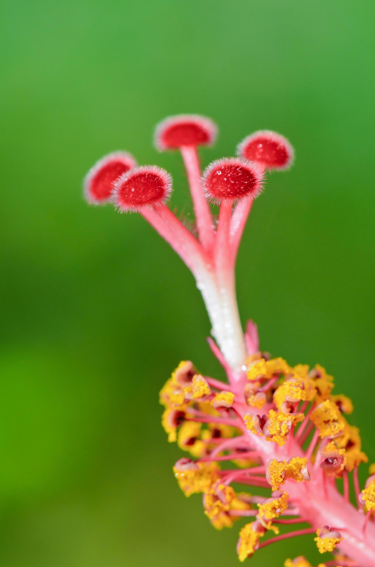 Red carpel of the Hibiscus flowers Stock Free