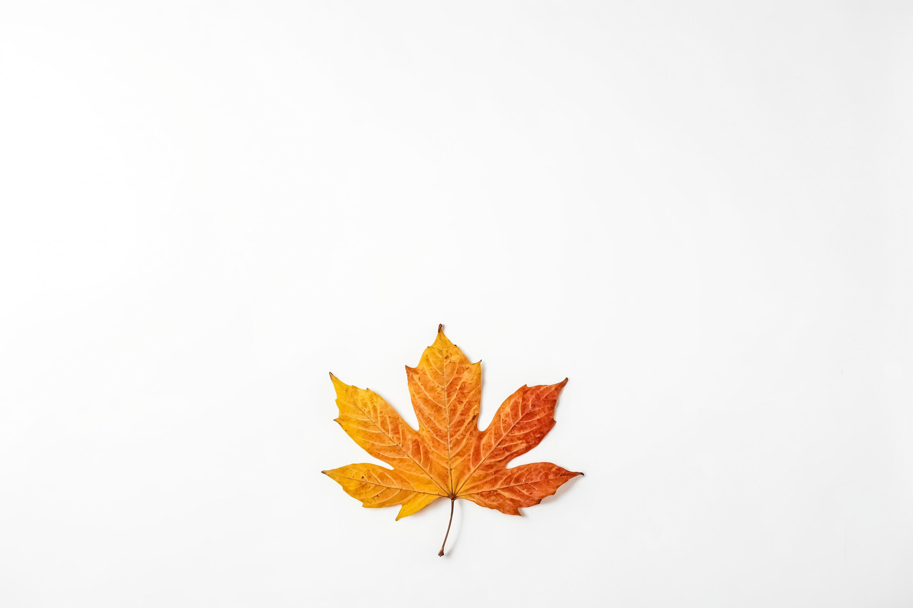 Single Autumn Leaf on White Background Stock Free