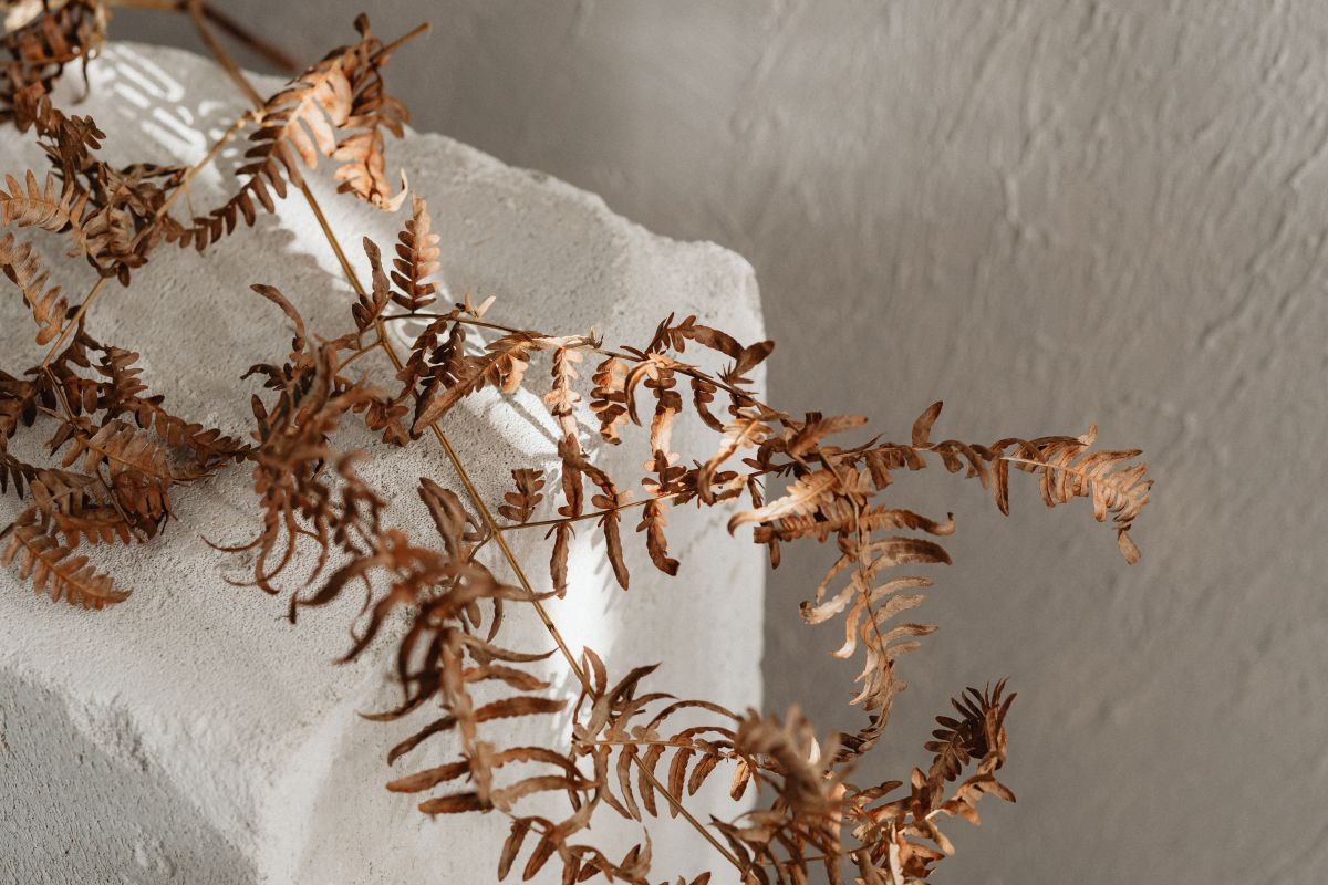 
									Nature and Craftsmanship – Delicate Flowers in Handmade Ceramic Vessels – Home Accessories Stock Free