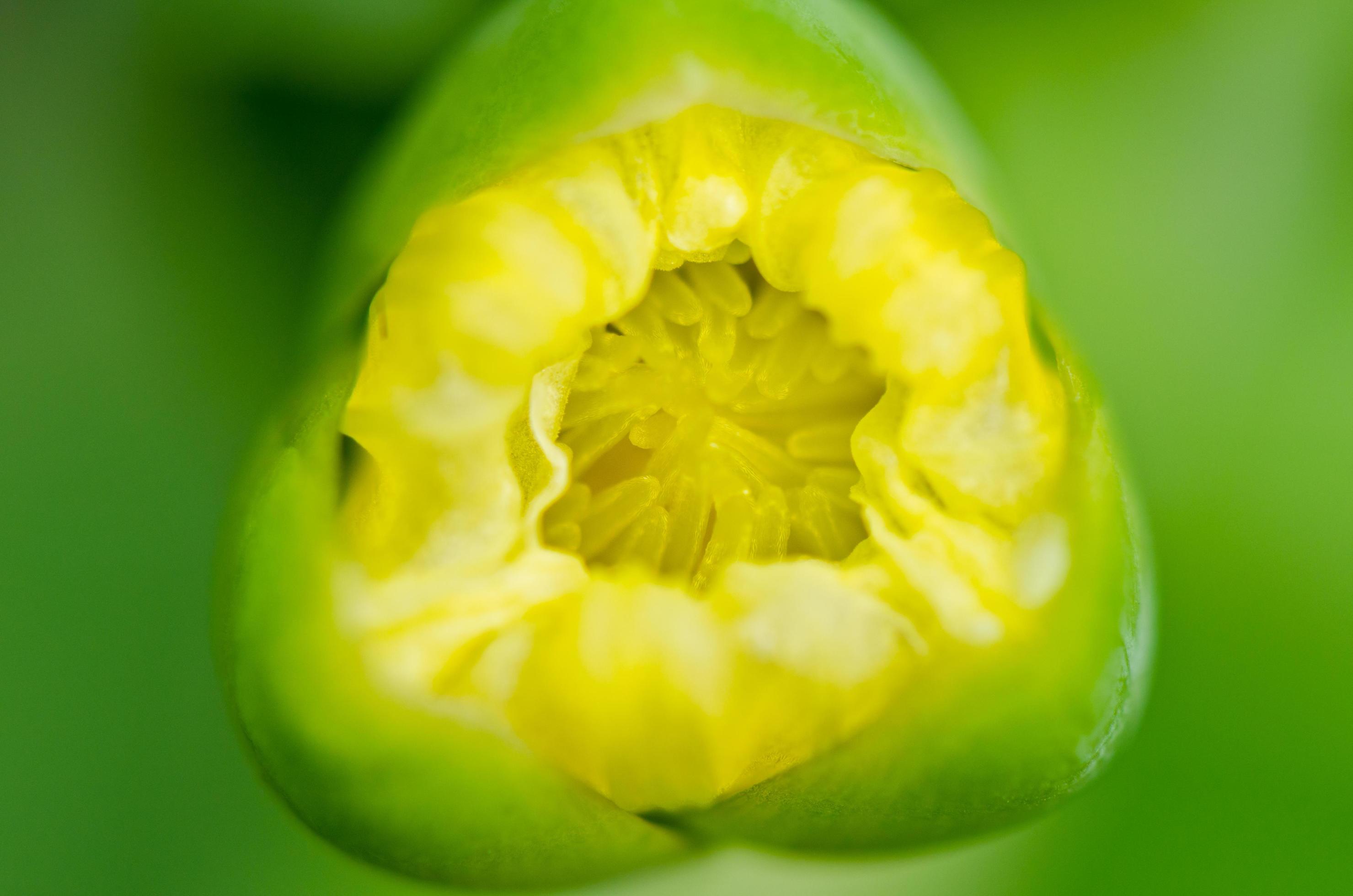 
									Limnocharis flava or Yellow Burr Head flower Stock Free