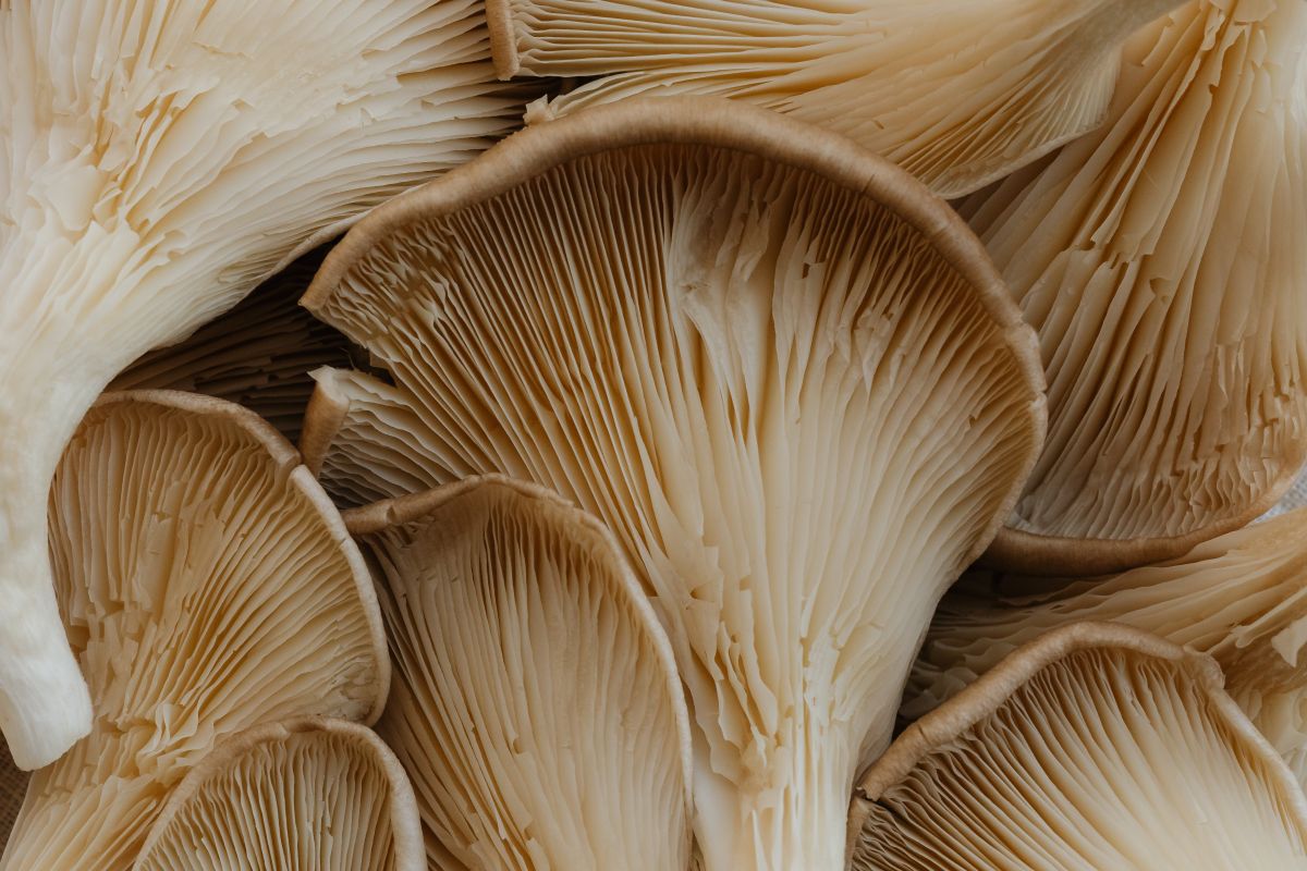 
									Still Life Mushroom Composition – Abstract – Neutral Aesthetic Stock Free