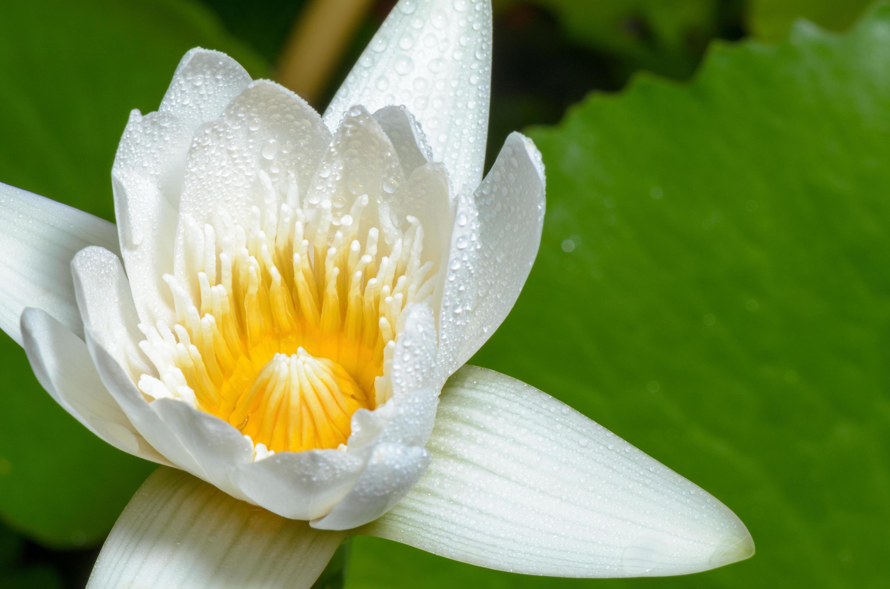 White lotus flower Stock Free