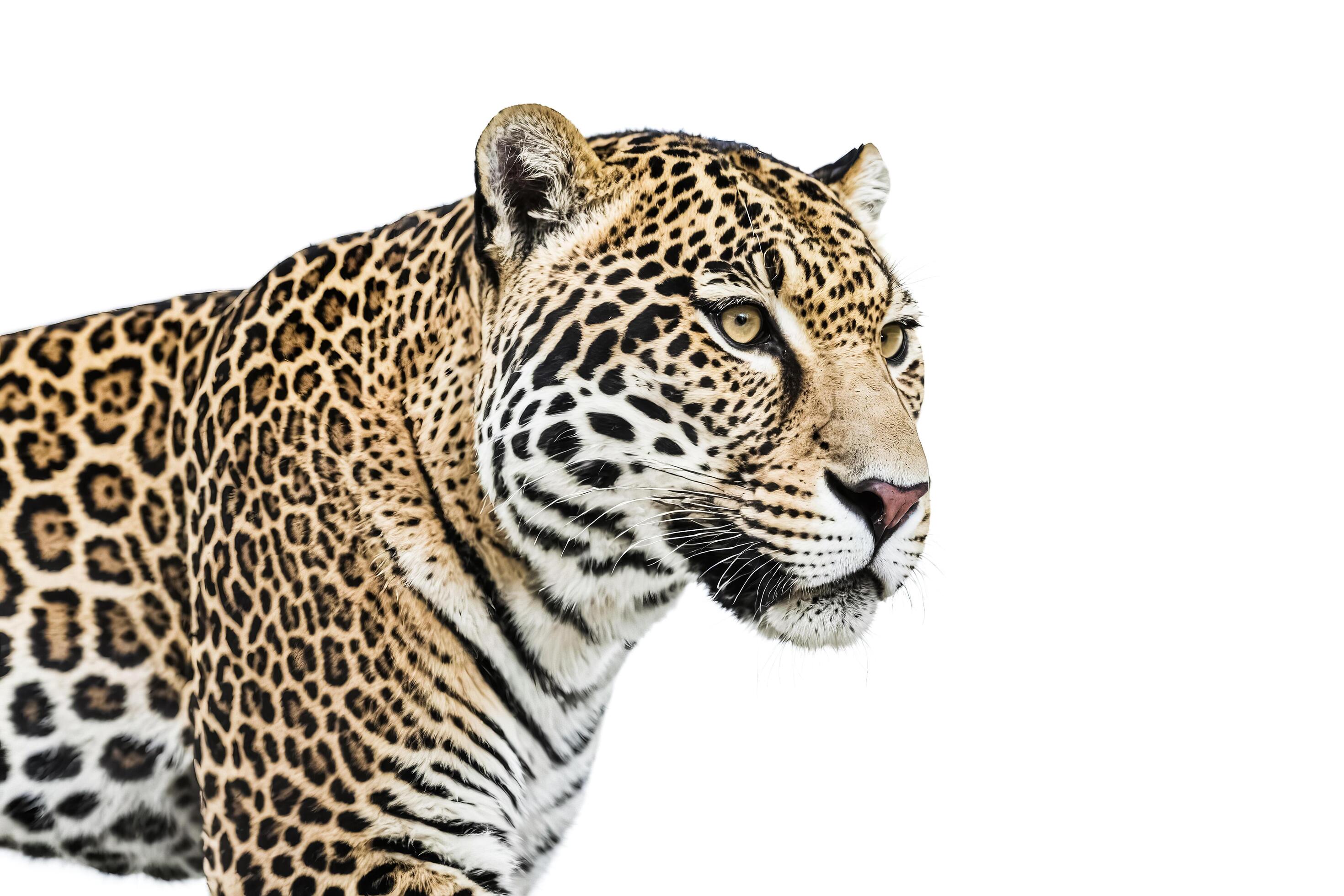 Close-up of Leopard with White Background Stock Free