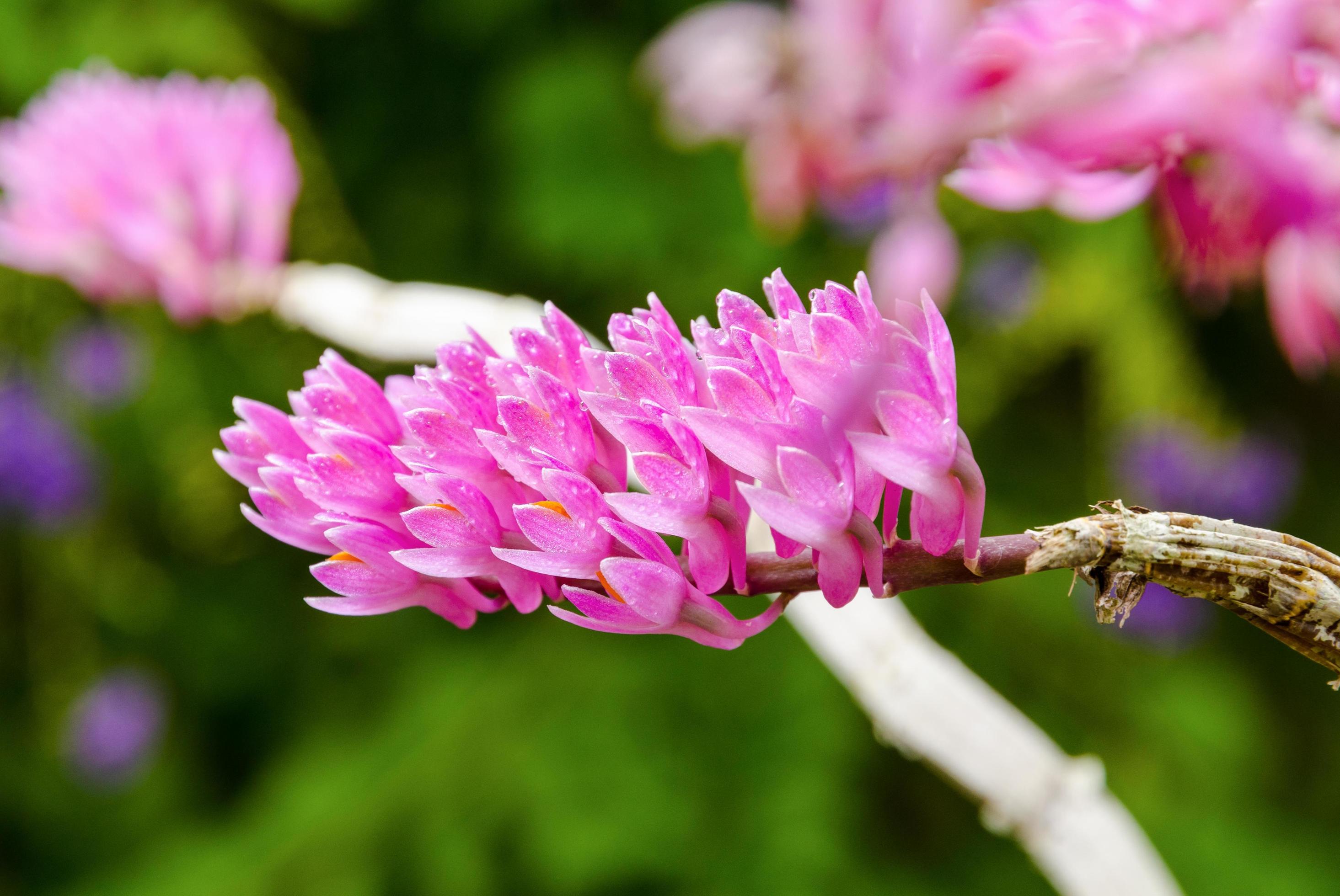 Pink Toothbrush Orchid flower Stock Free