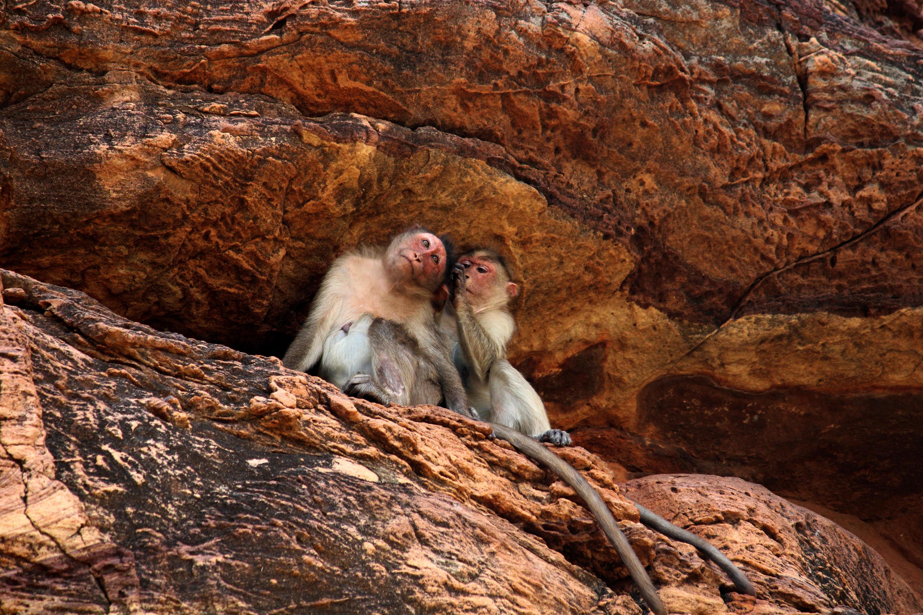 Bonnet Macaque Family Resting in the Badami Fort. Stock Free